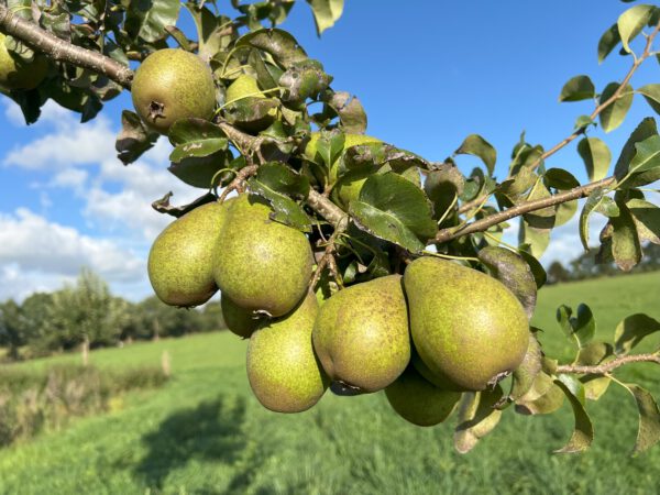 Gräfin von Paris   – Bild 7