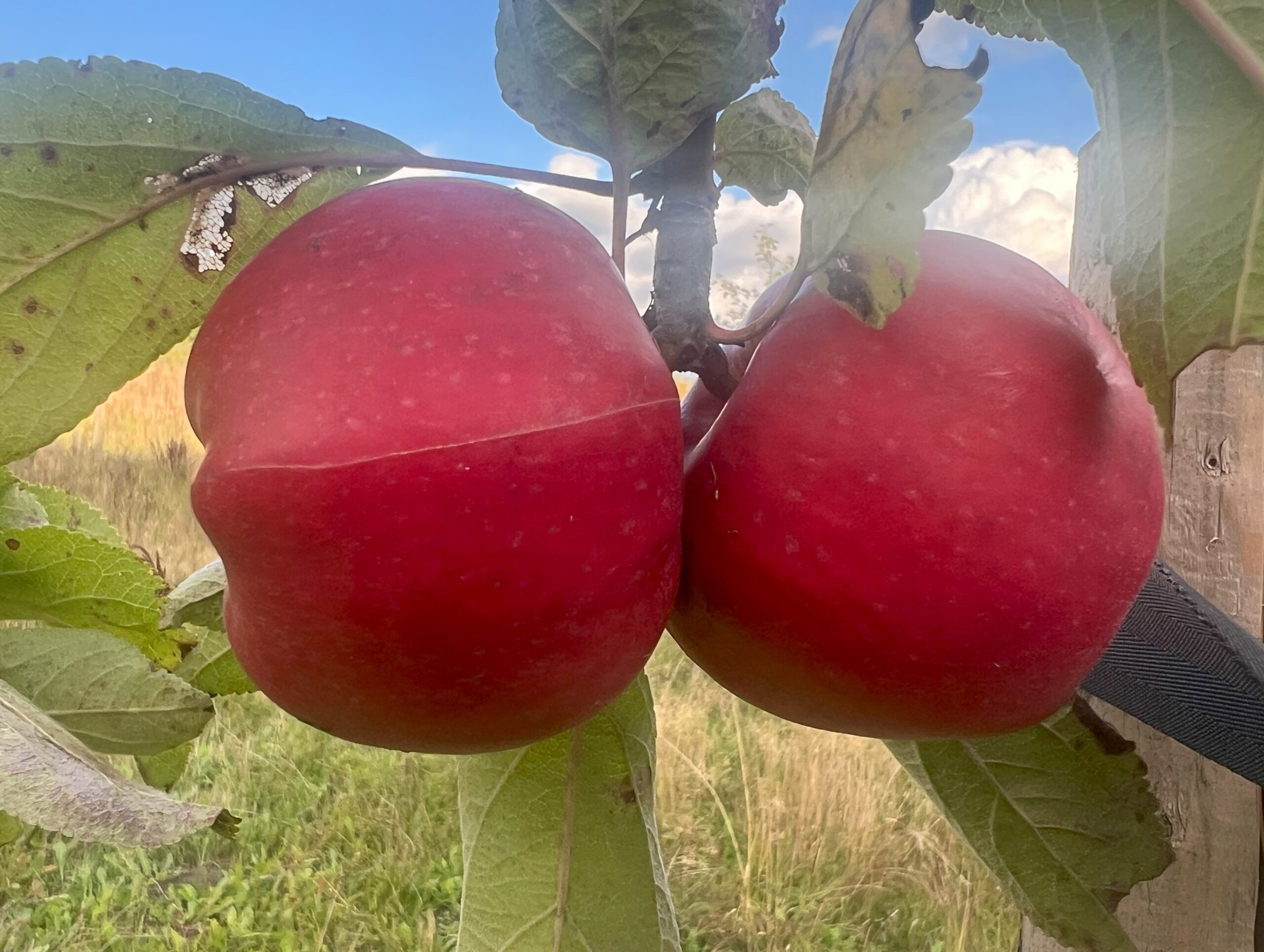 Danziger Kantapfel – Bild 6