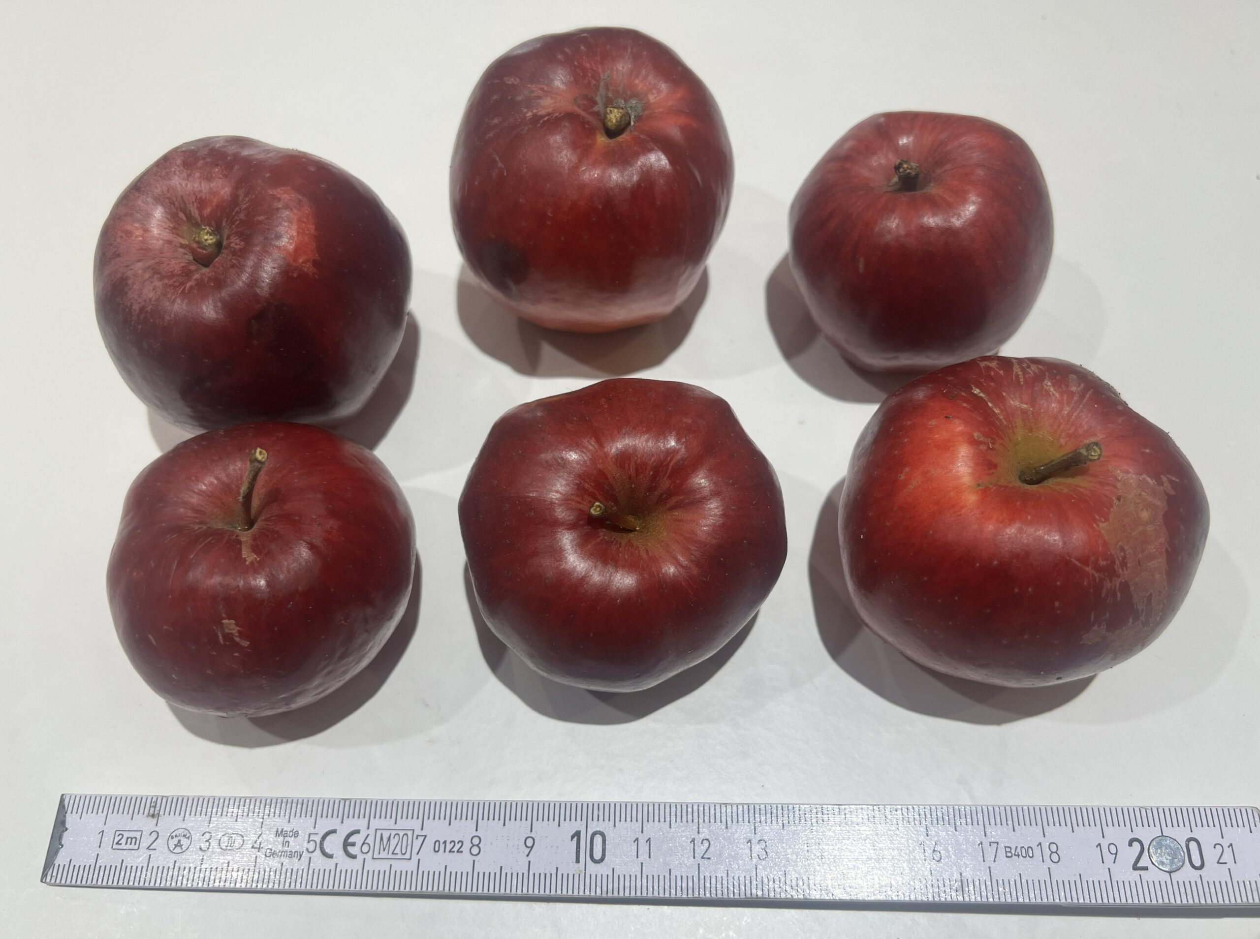 Danziger Kantapfel – Bild 7