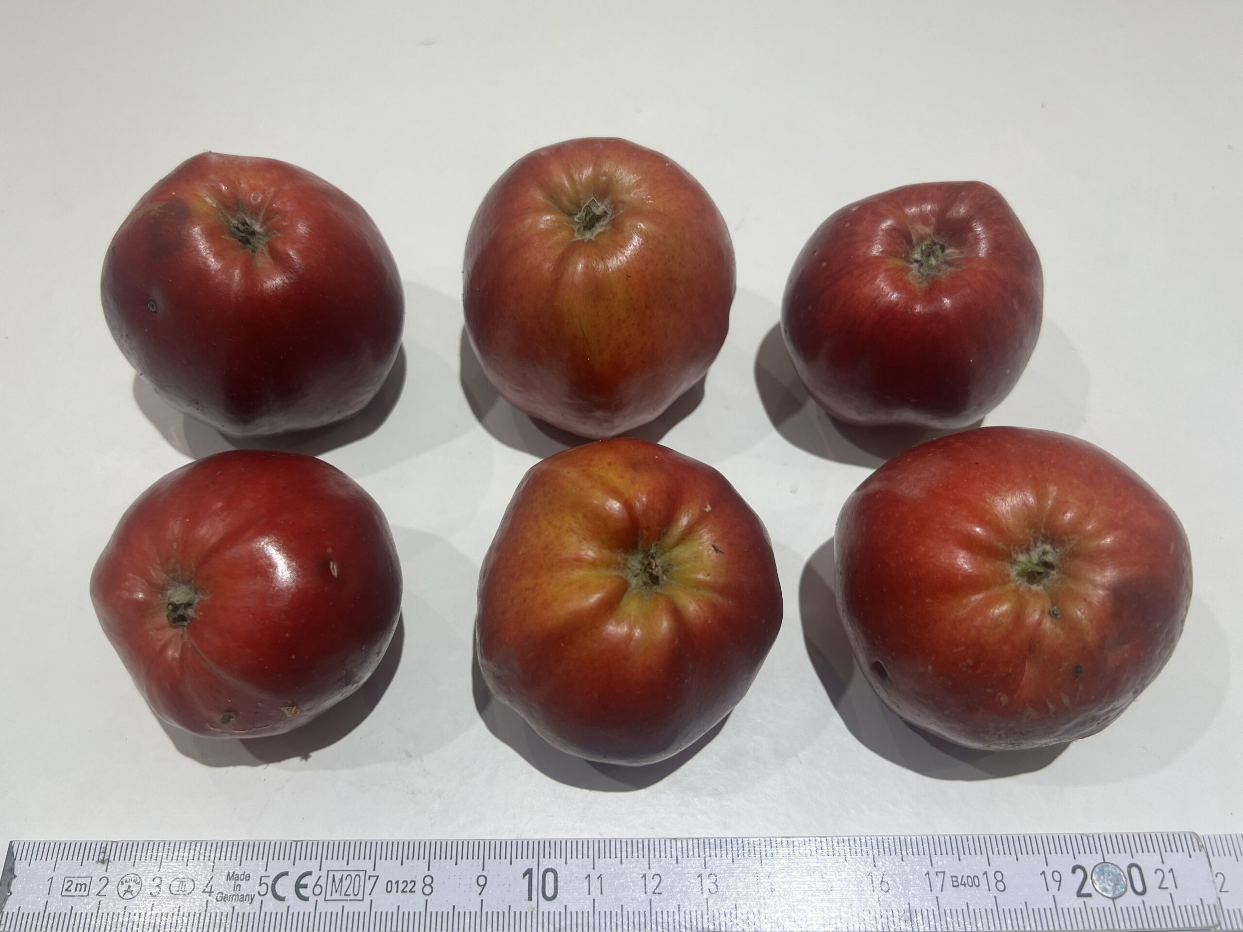 Danziger Kantapfel – Bild 8