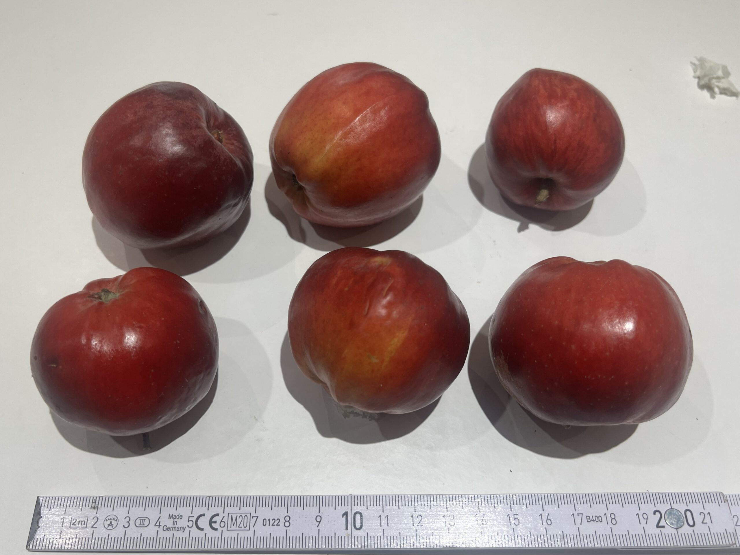 Danziger Kantapfel – Bild 9