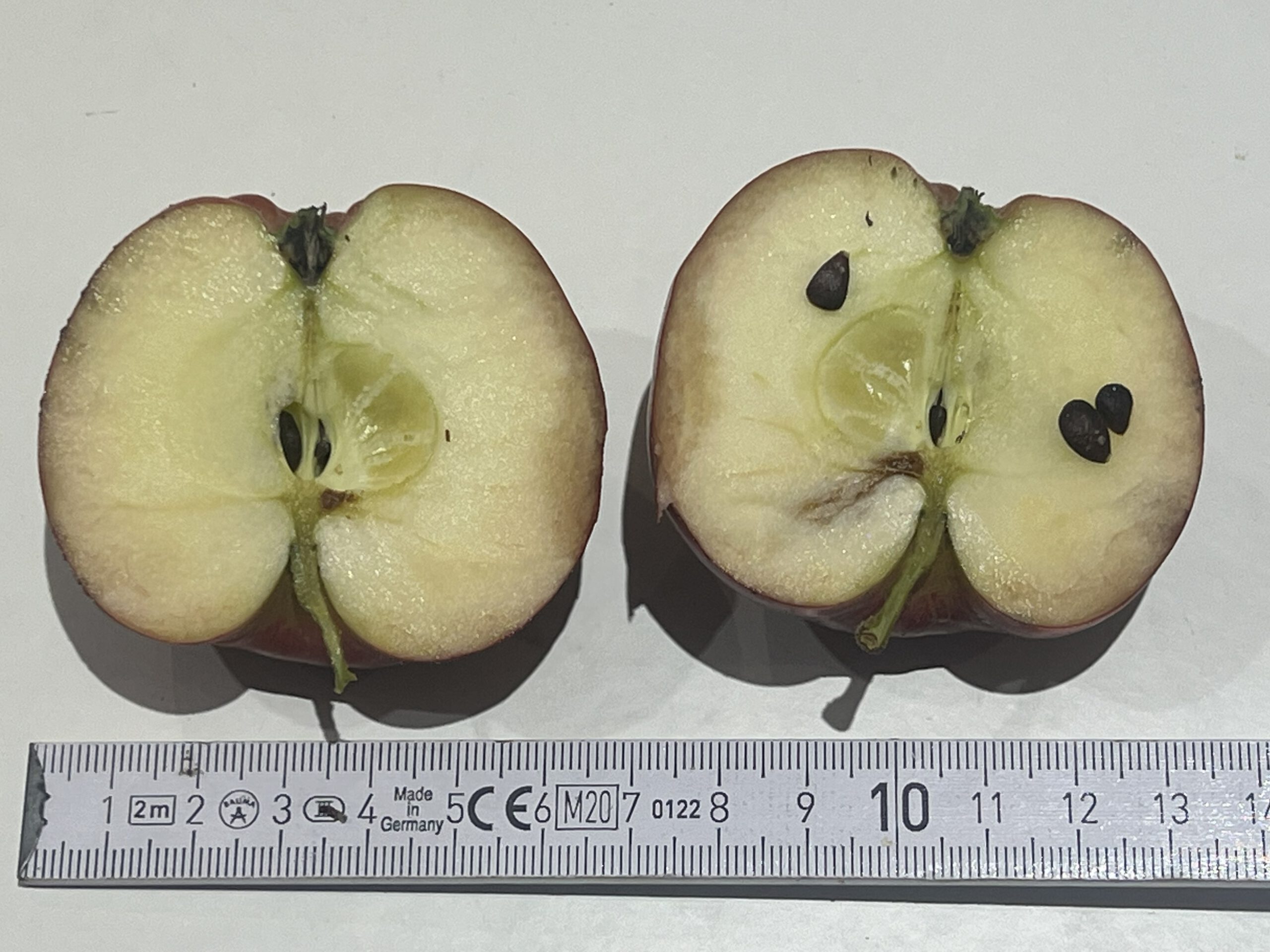 Danziger Kantapfel – Bild 10