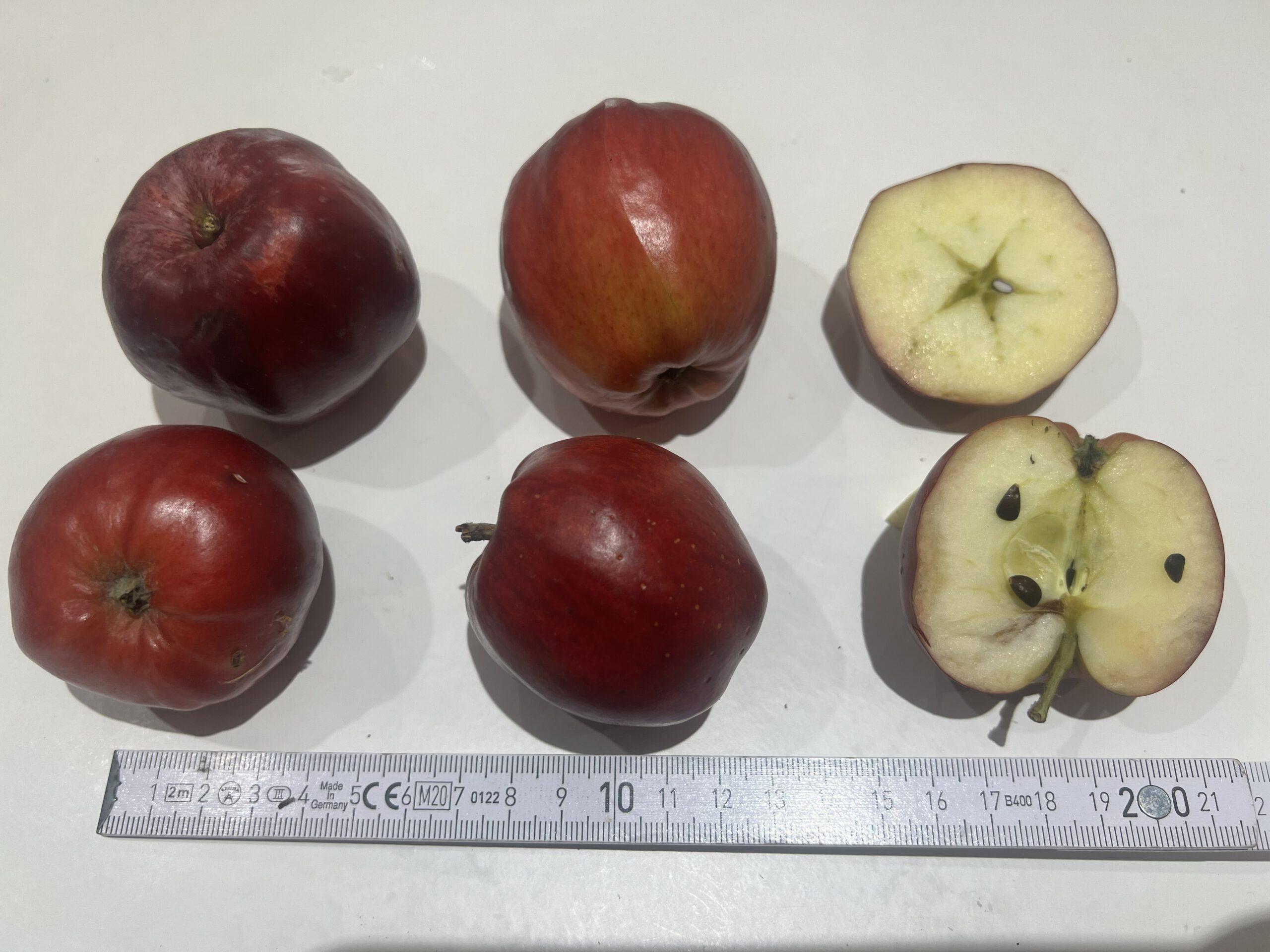 Danziger Kantapfel – Bild 11