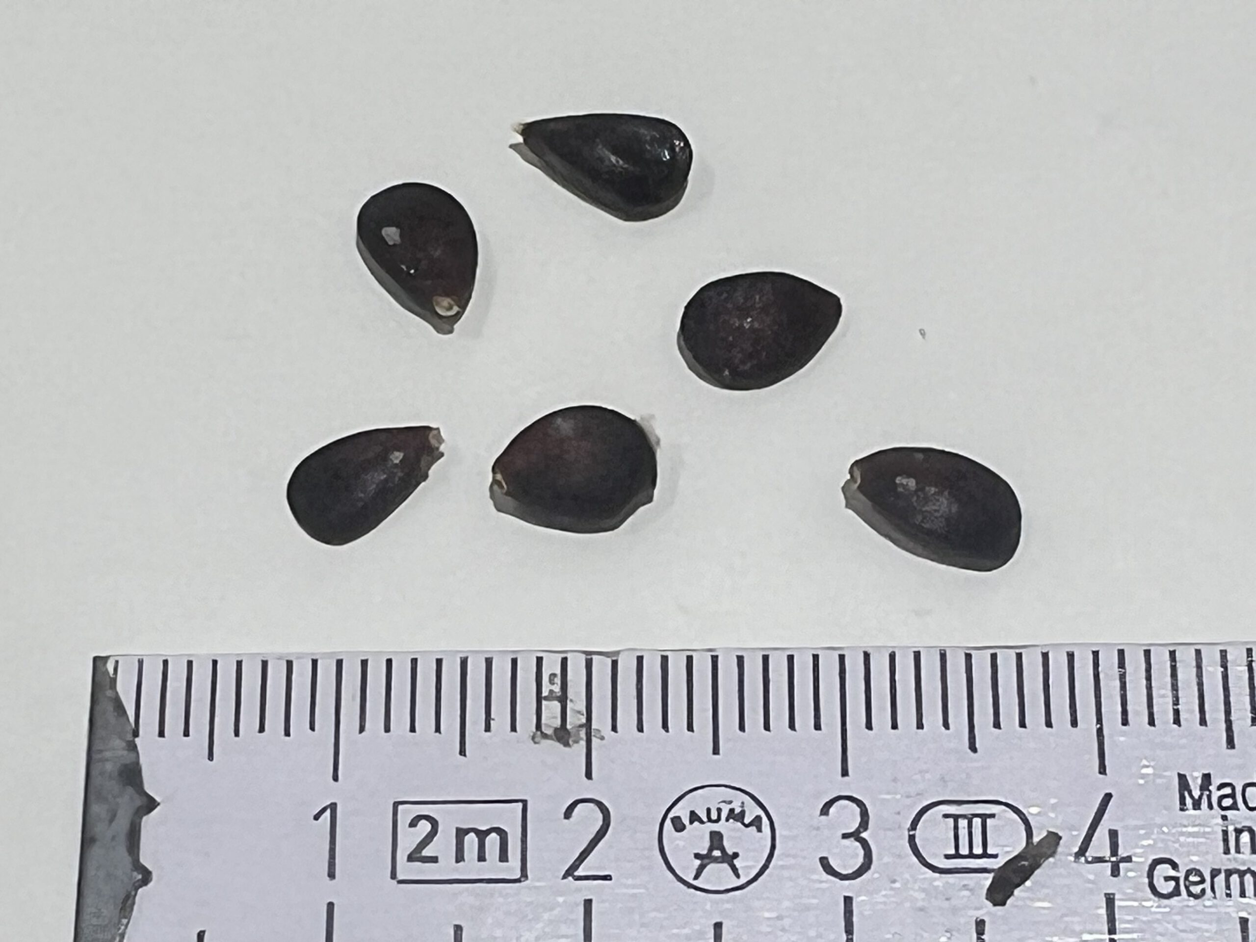 Danziger Kantapfel – Bild 12