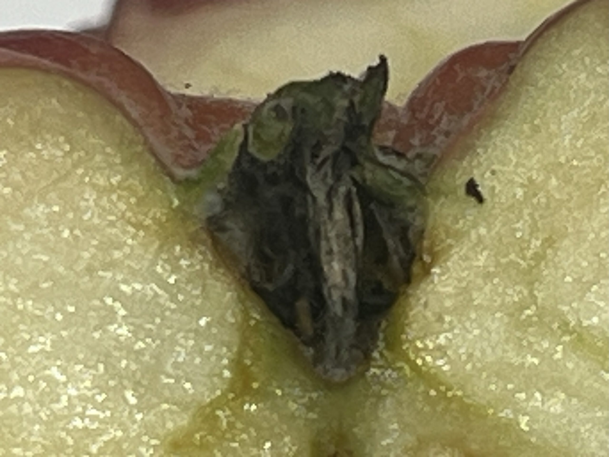 Danziger Kantapfel – Bild 13