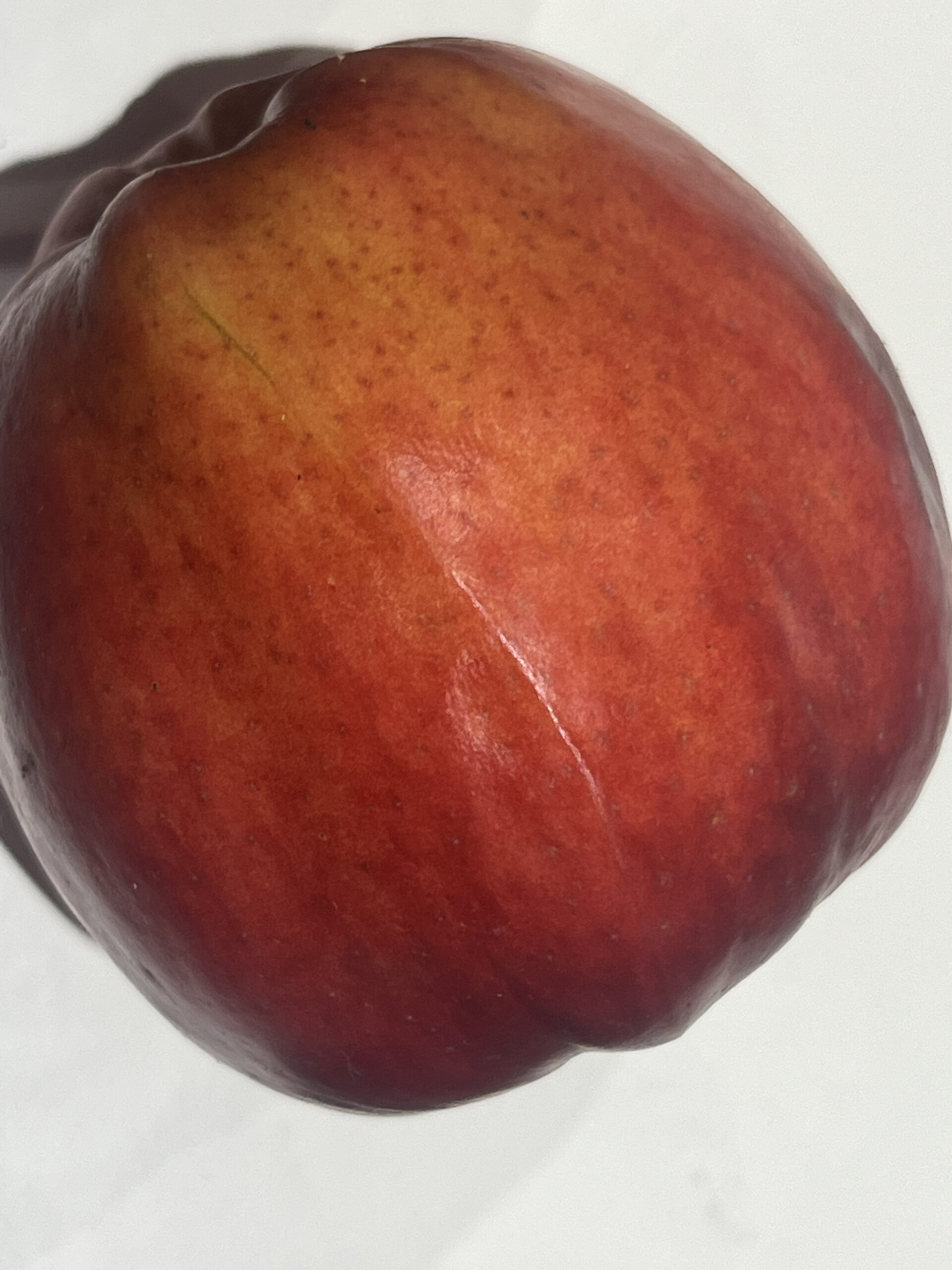 Danziger Kantapfel – Bild 14