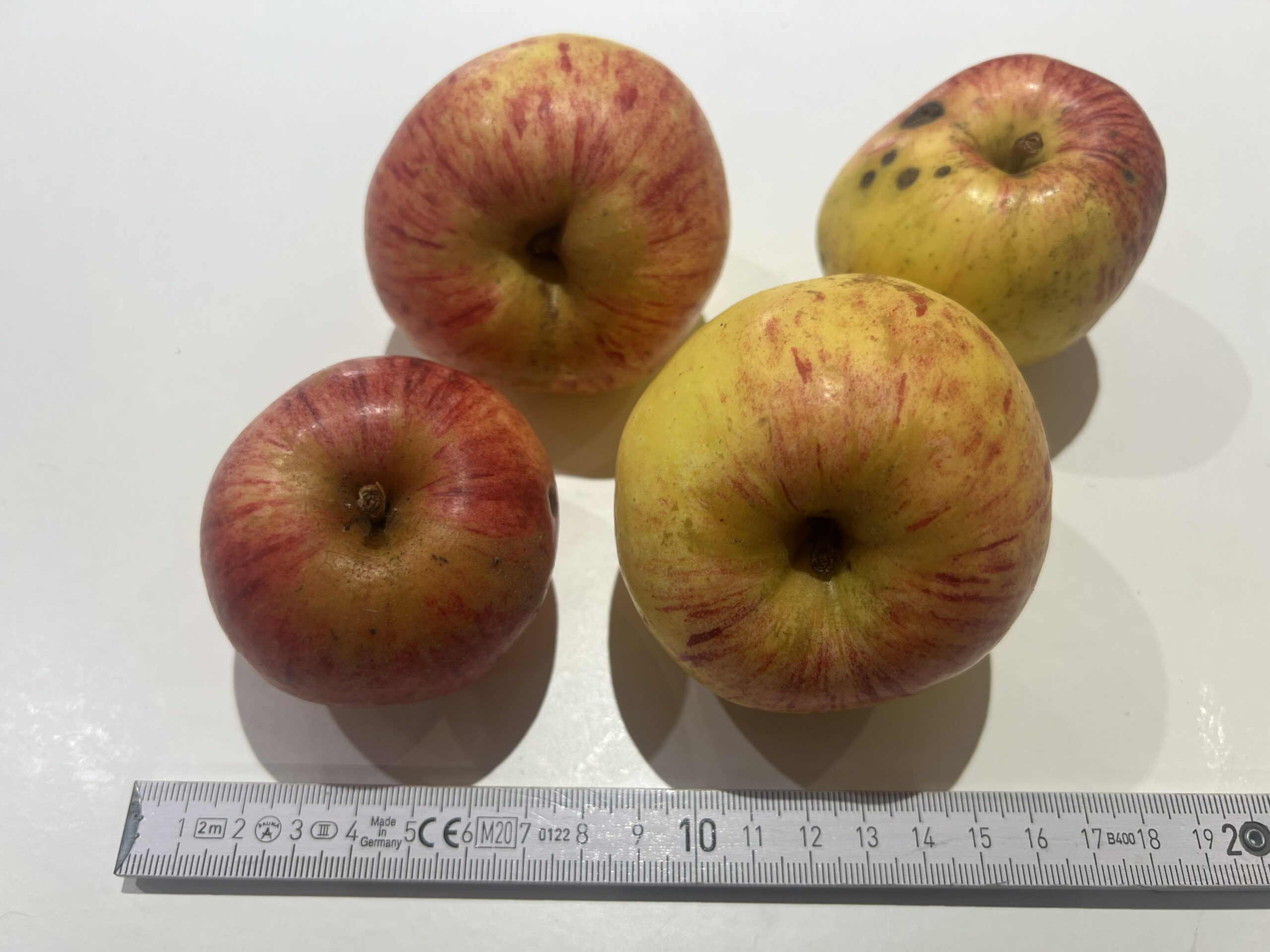 Gravensteiner – Bild 14