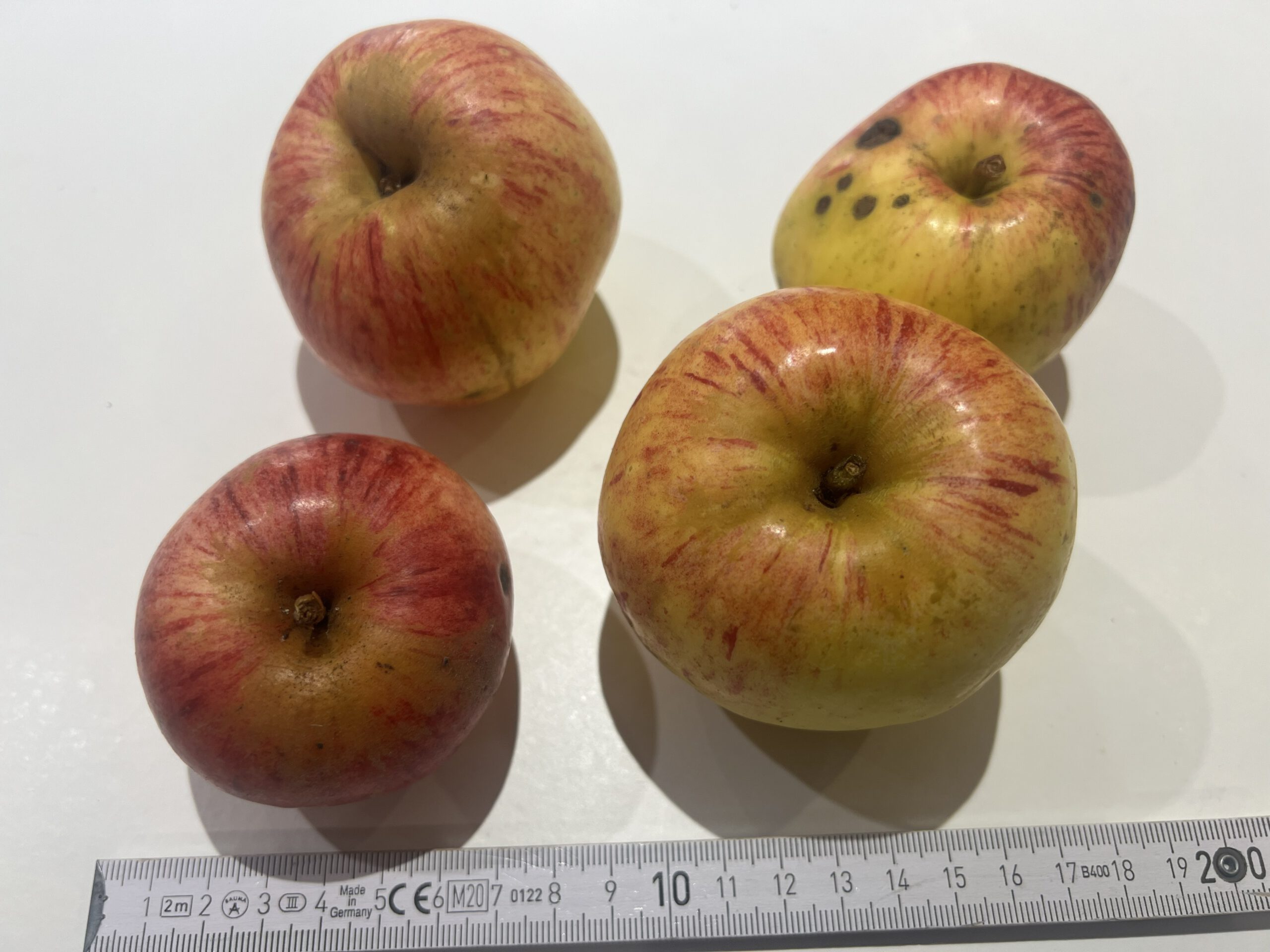 Gravensteiner – Bild 15