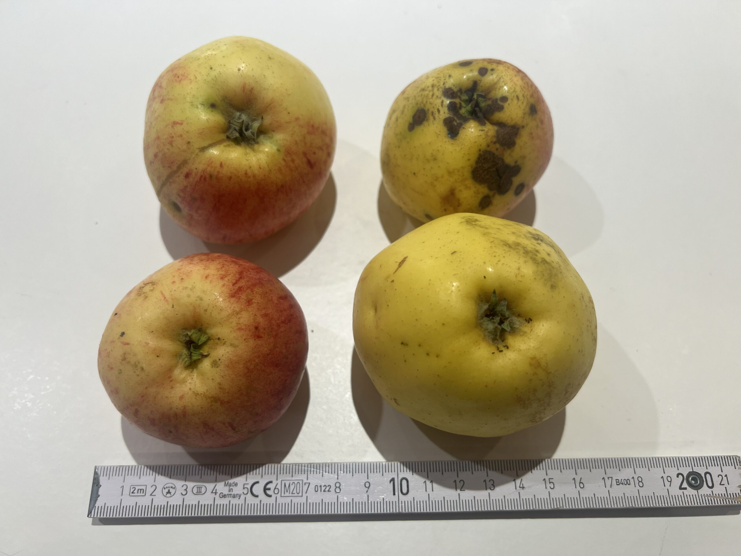 Gravensteiner – Bild 16