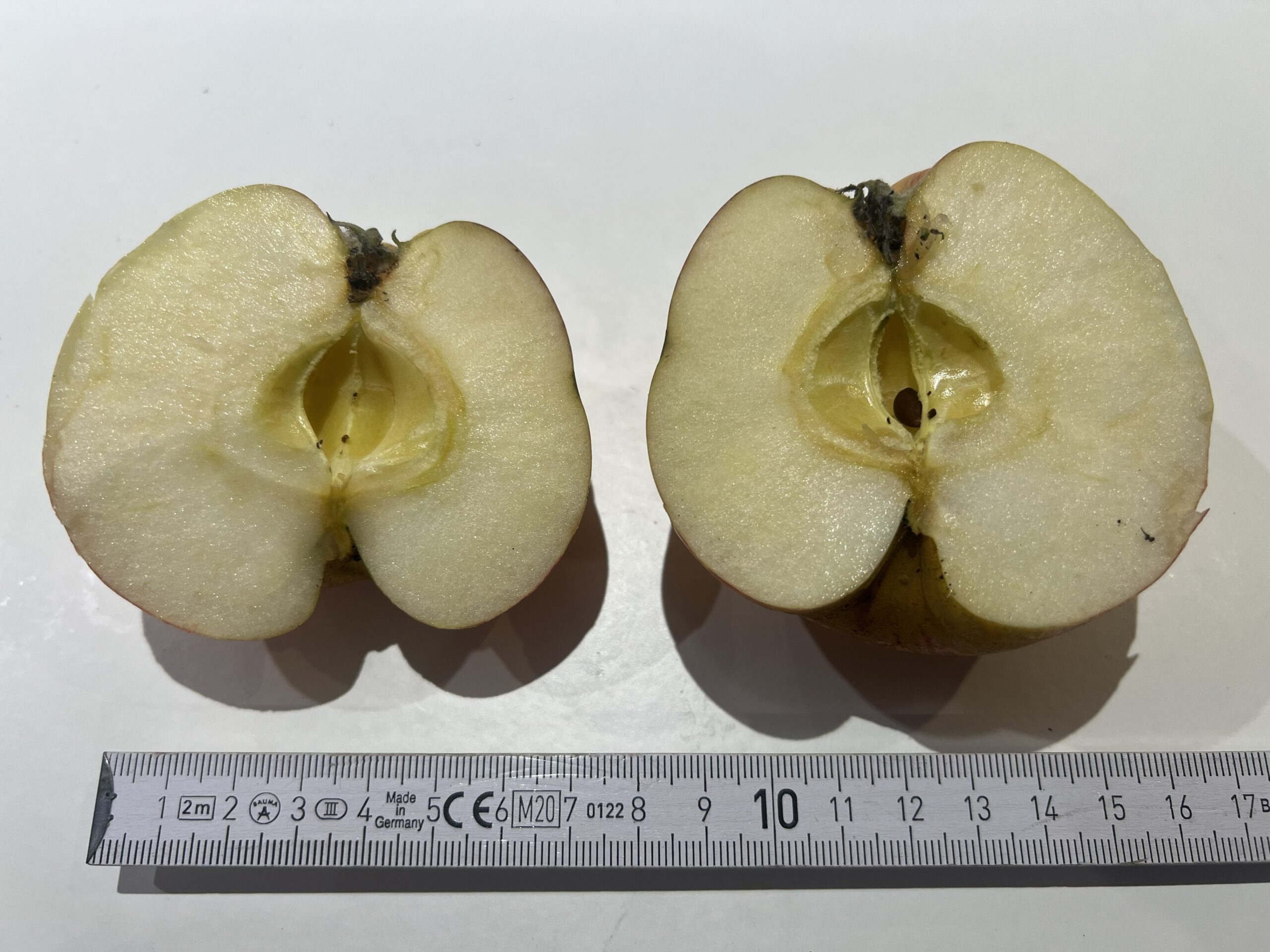 Gravensteiner – Bild 17