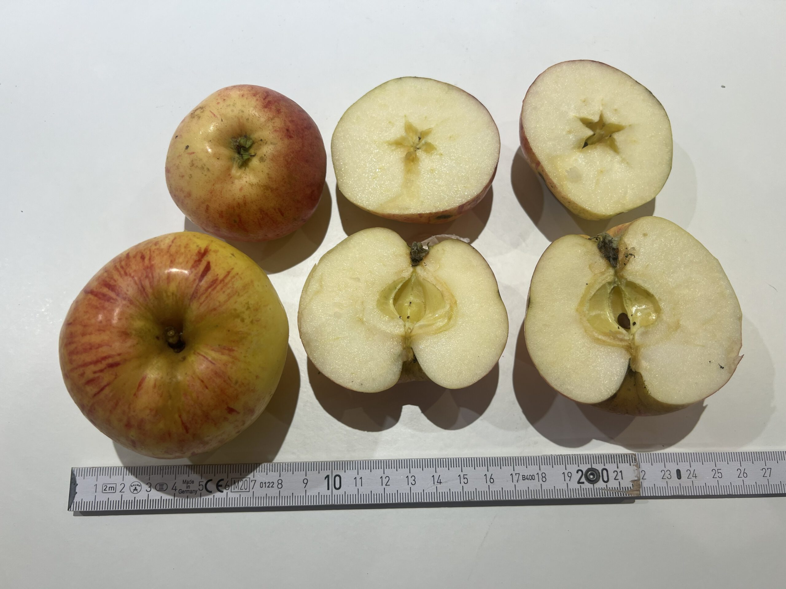 Gravensteiner – Bild 18