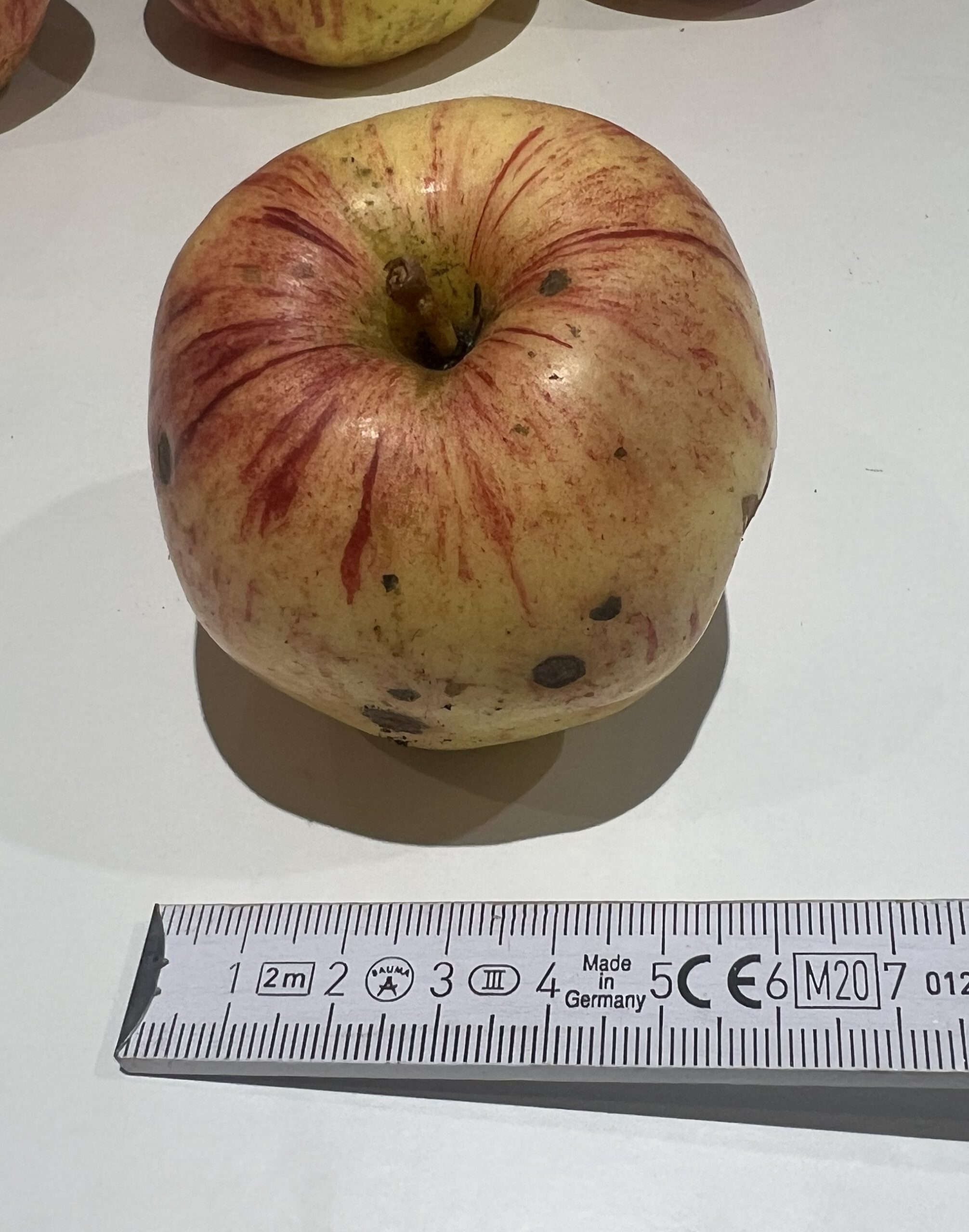 Gravensteiner – Bild 19