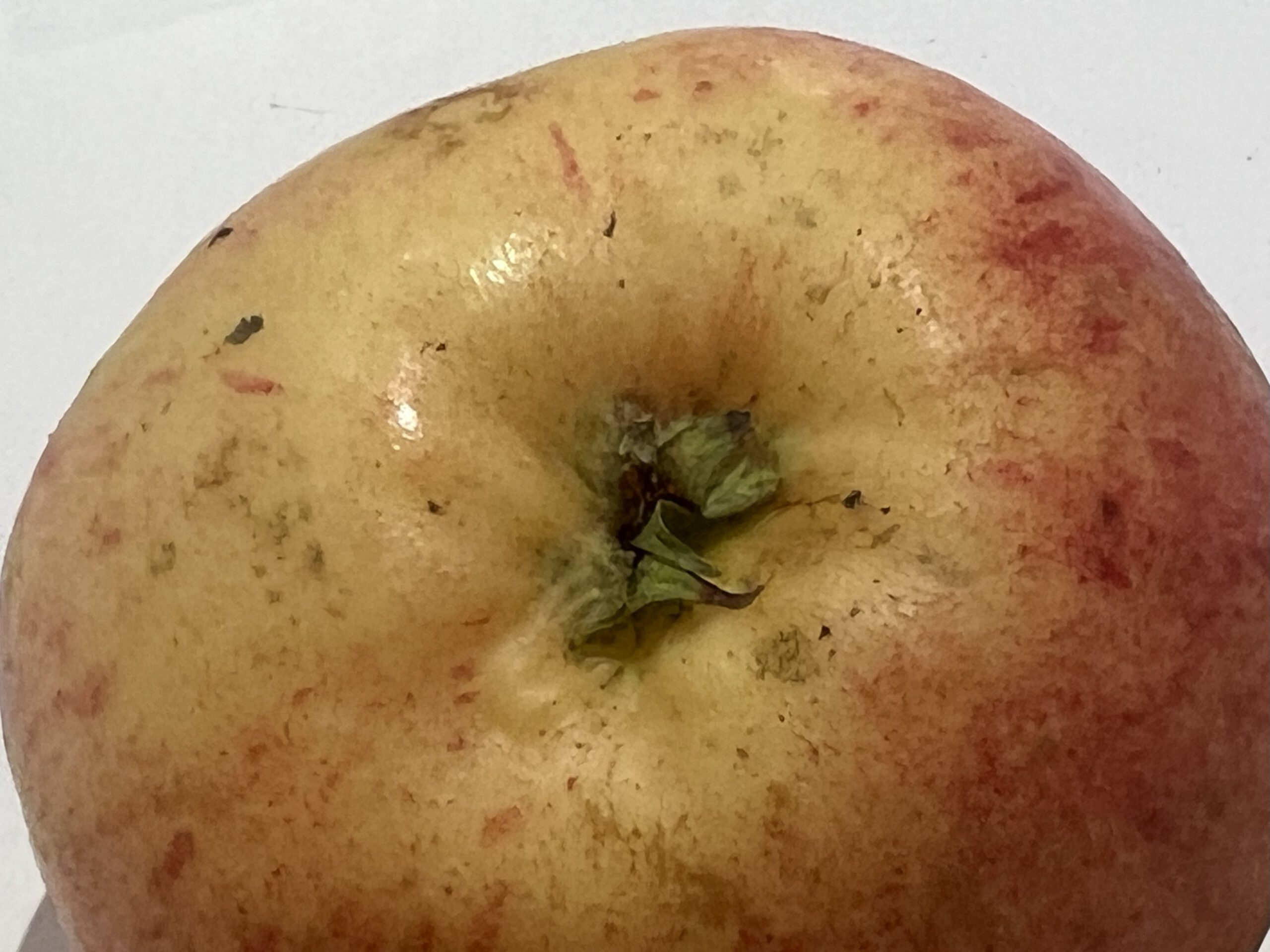 Gravensteiner – Bild 20