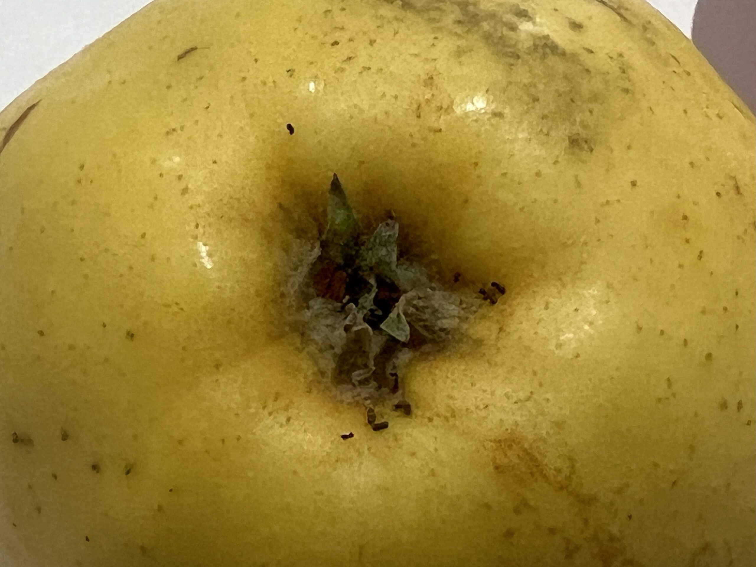 Gravensteiner – Bild 21