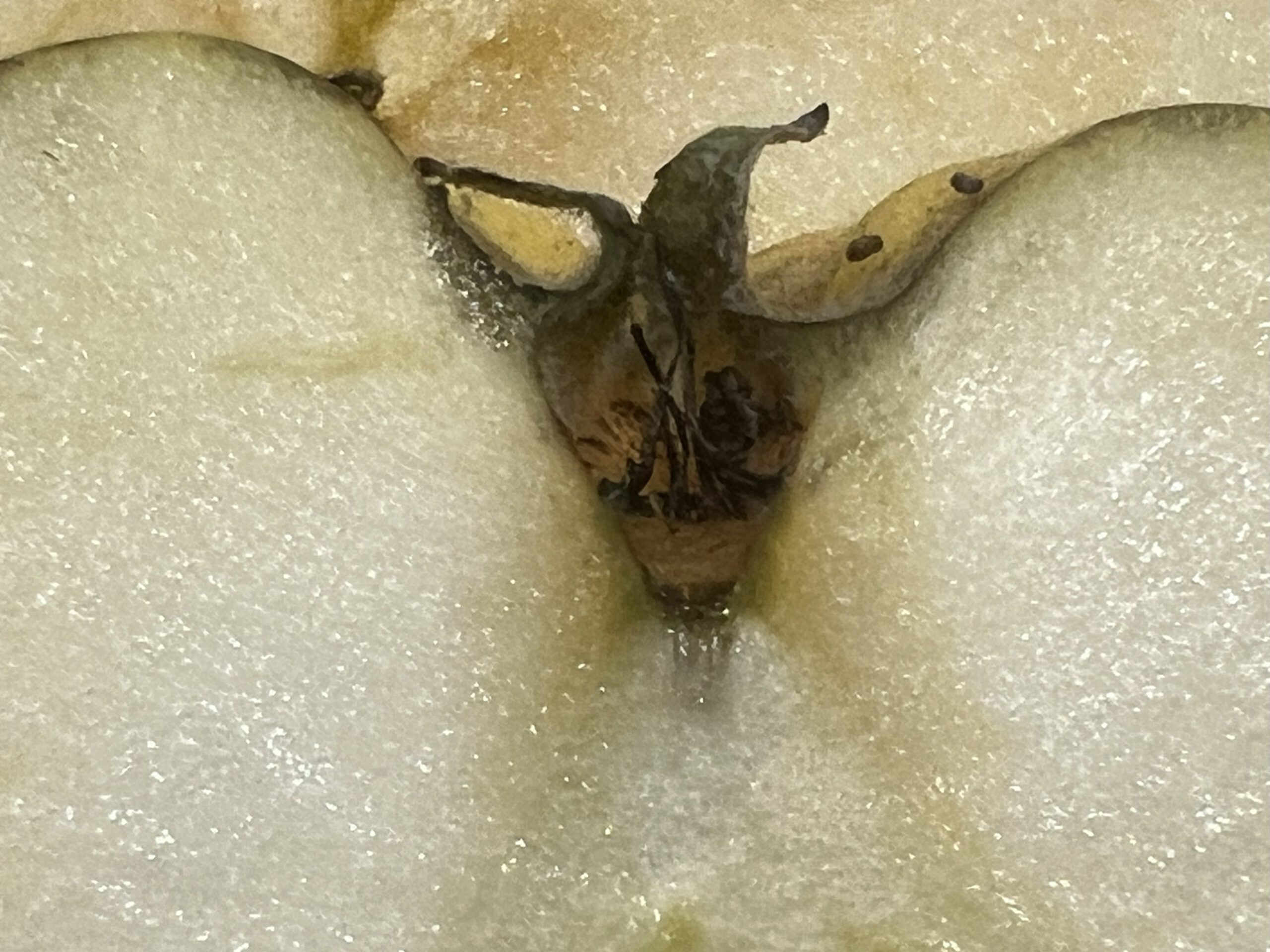 Gravensteiner – Bild 22