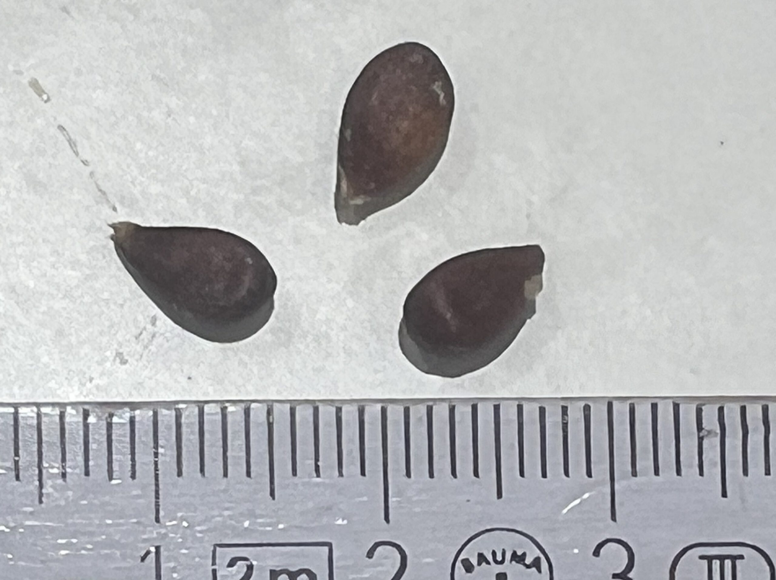 Gravensteiner – Bild 23