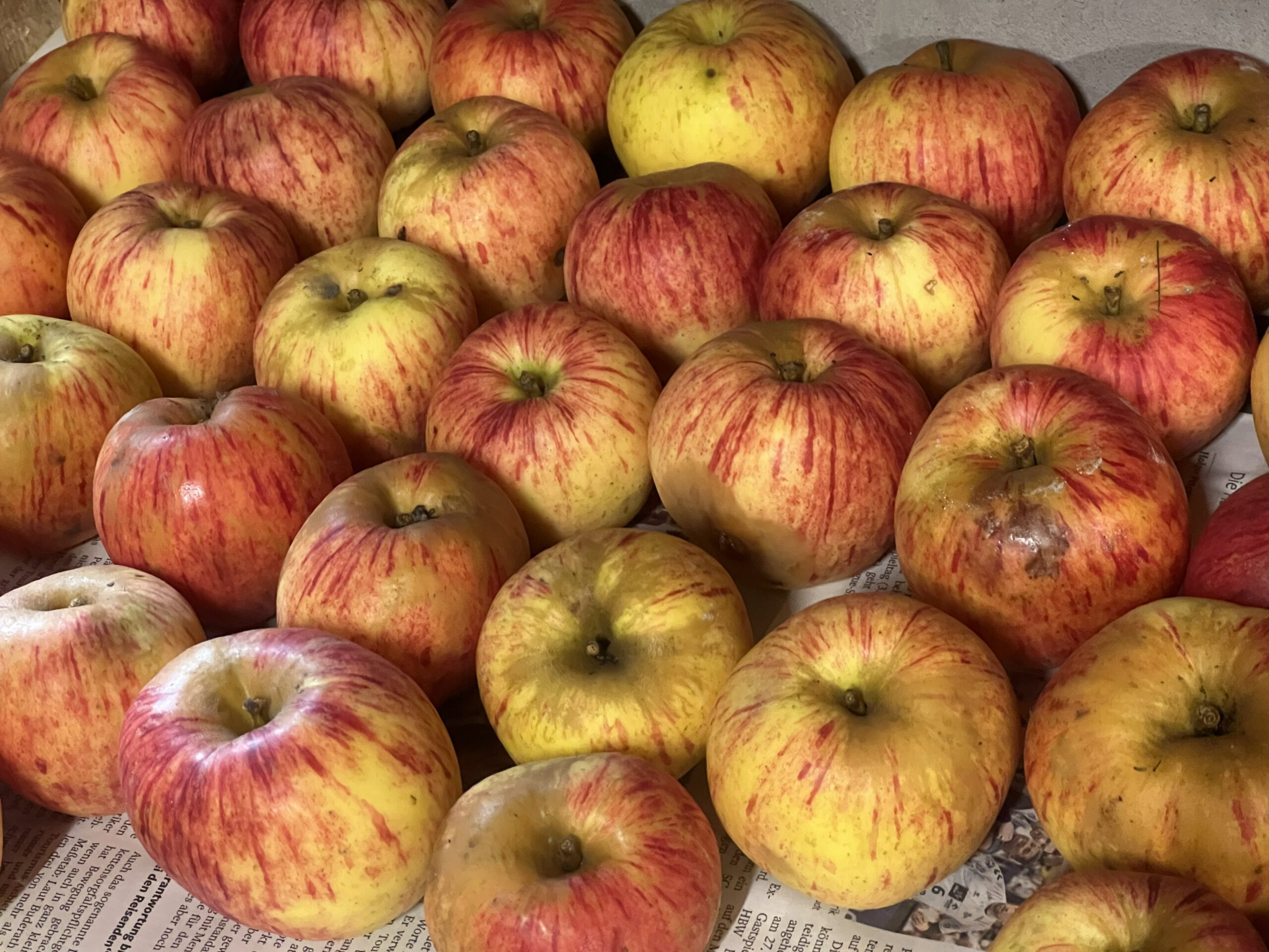 Gravensteiner – Bild 24