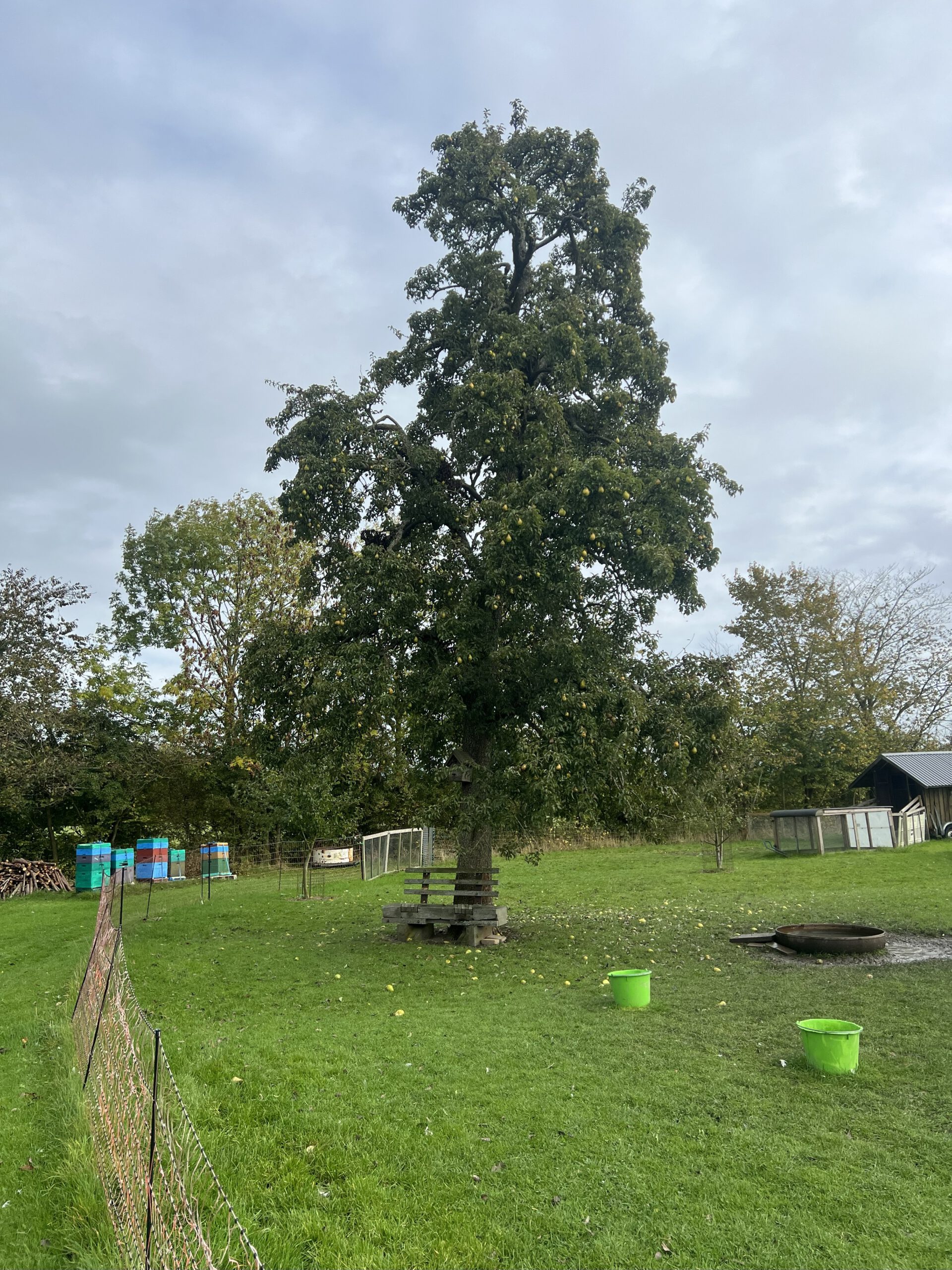 Köstliche von Charneux (Bürgermeisterbirne) – Bild 20