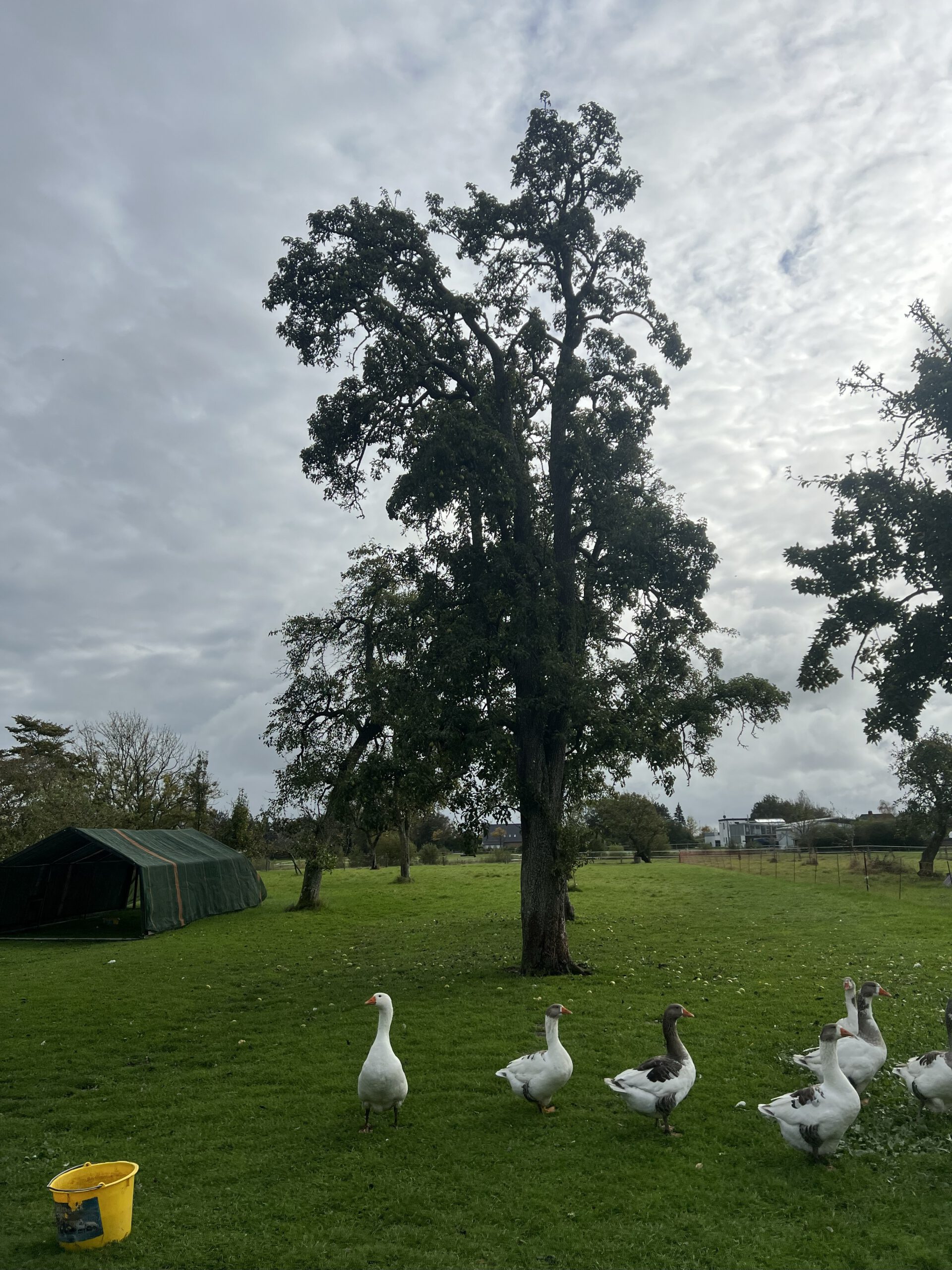 Köstliche von Charneux (Bürgermeisterbirne) – Bild 21