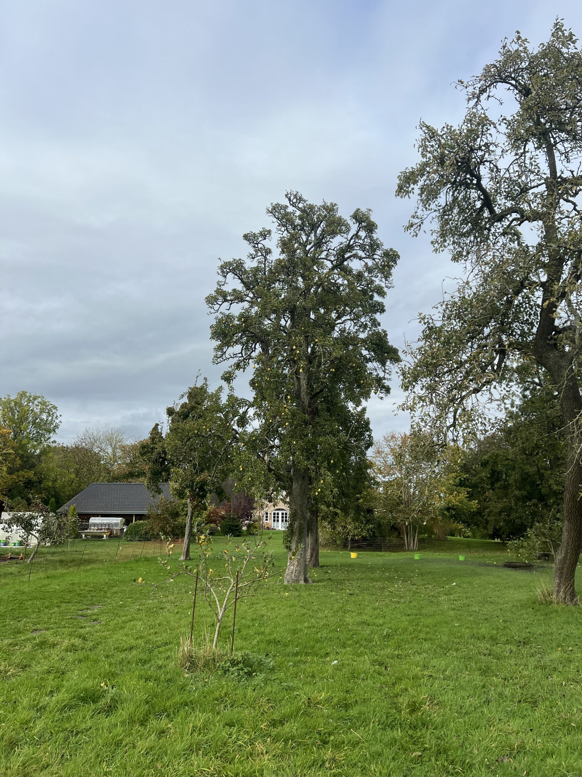 Köstliche von Charneux (Bürgermeisterbirne) – Bild 22