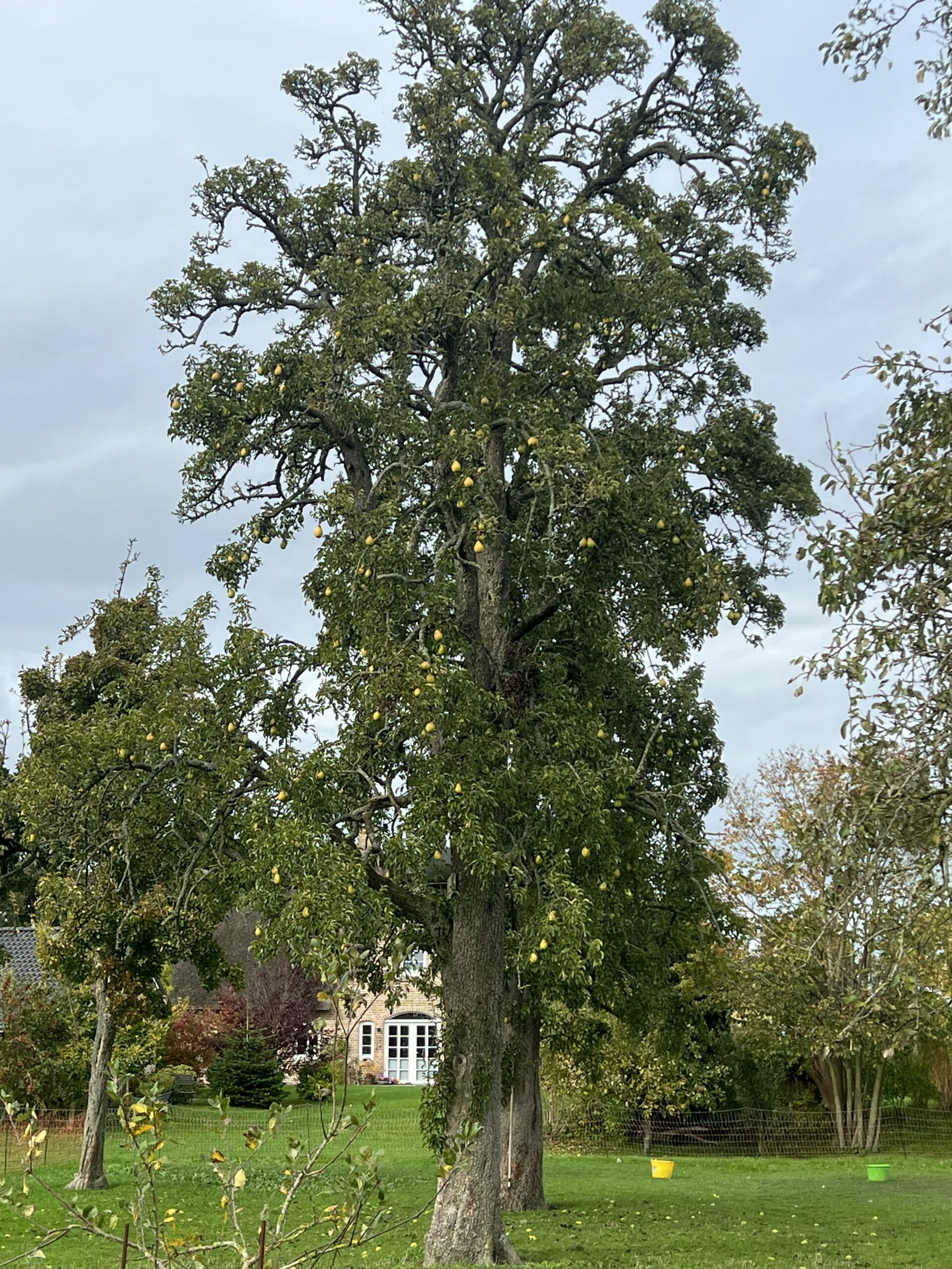 Köstliche von Charneux (Bürgermeisterbirne) – Bild 23
