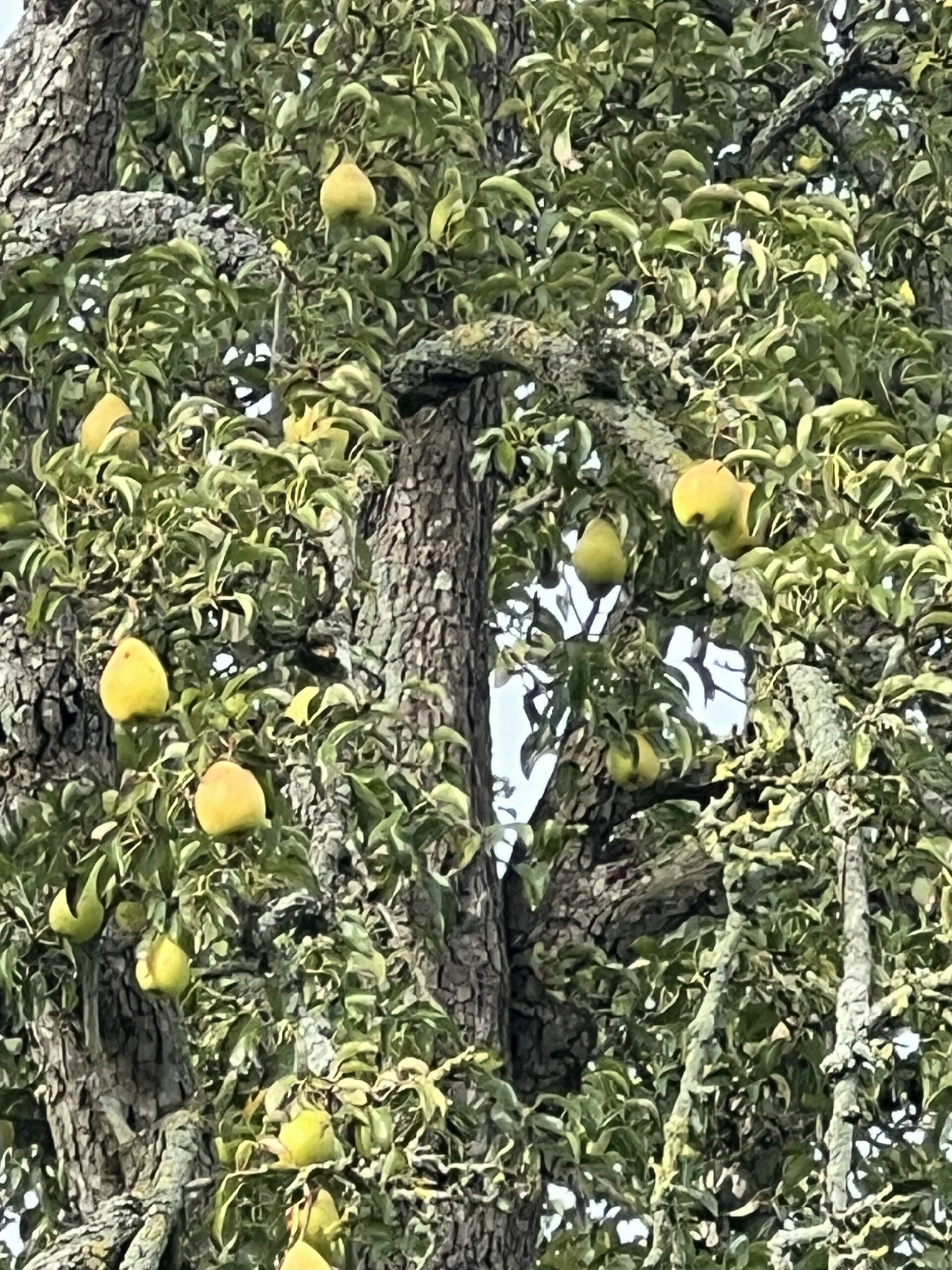 Köstliche von Charneux (Bürgermeisterbirne) – Bild 24