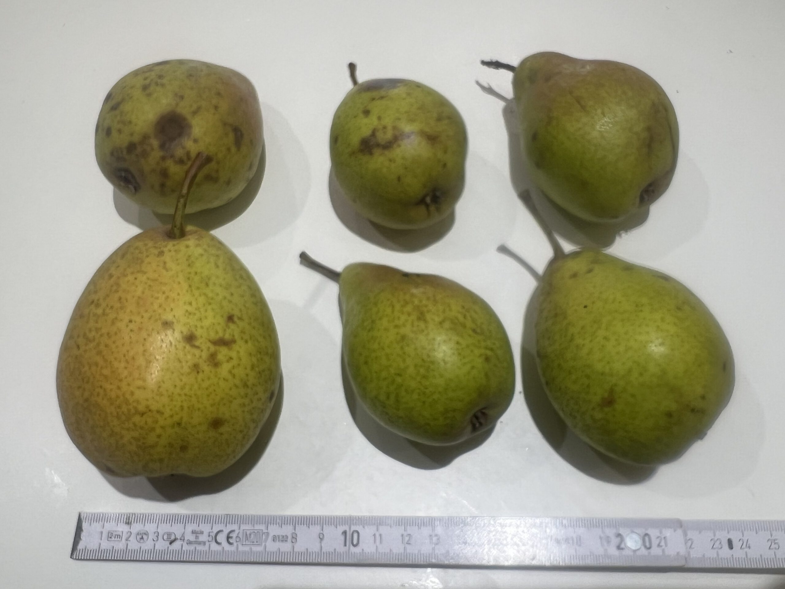 Köstliche von Charneux (Bürgermeisterbirne) – Bild 8