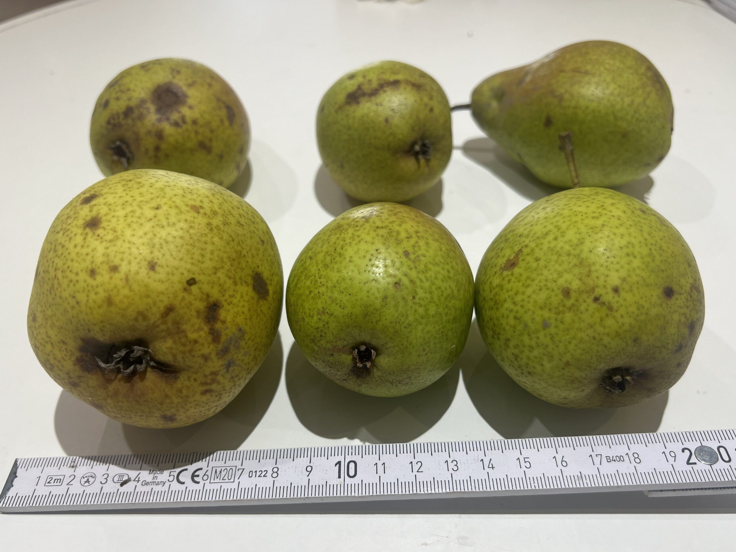 Köstliche von Charneux (Bürgermeisterbirne) – Bild 9