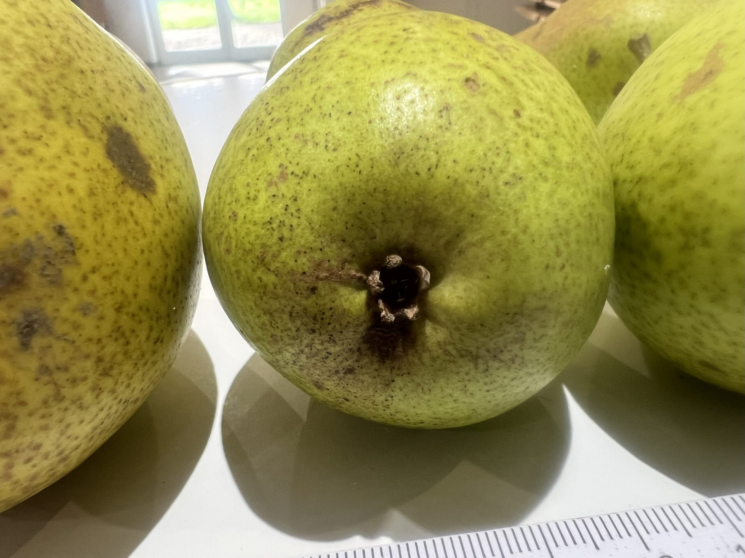 Köstliche von Charneux (Bürgermeisterbirne) – Bild 10