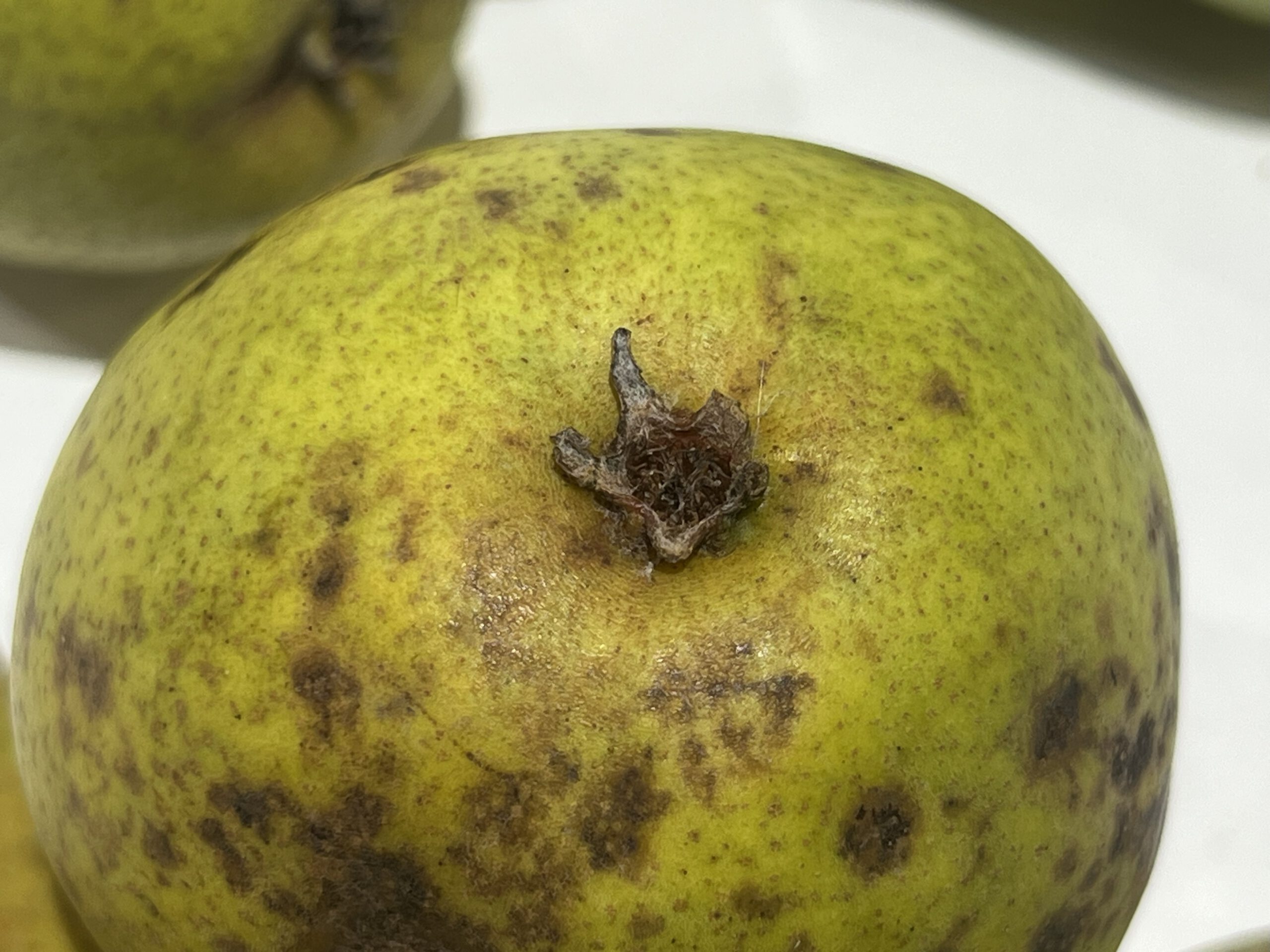 Köstliche von Charneux (Bürgermeisterbirne) – Bild 11