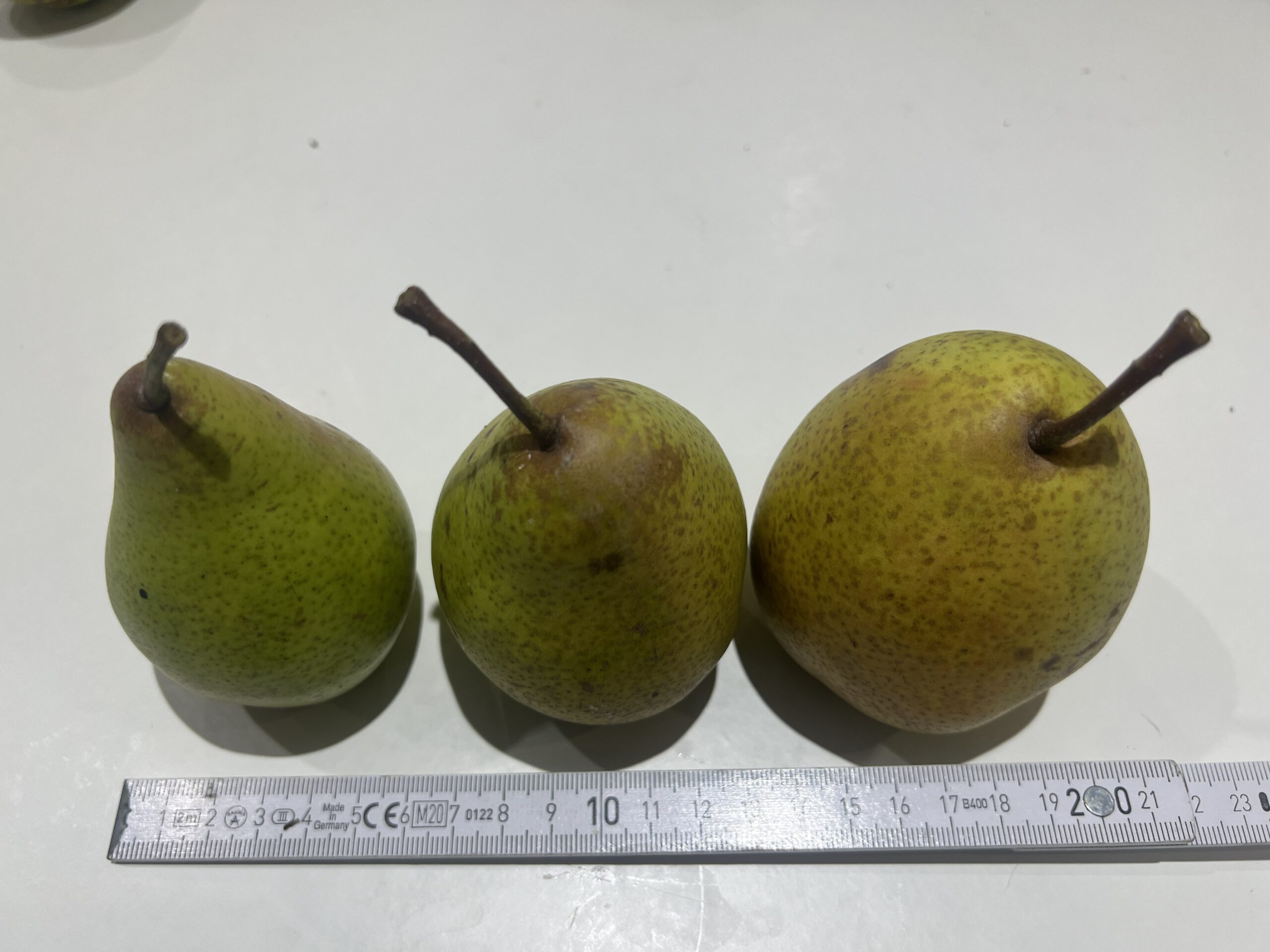 Köstliche von Charneux (Bürgermeisterbirne) – Bild 12