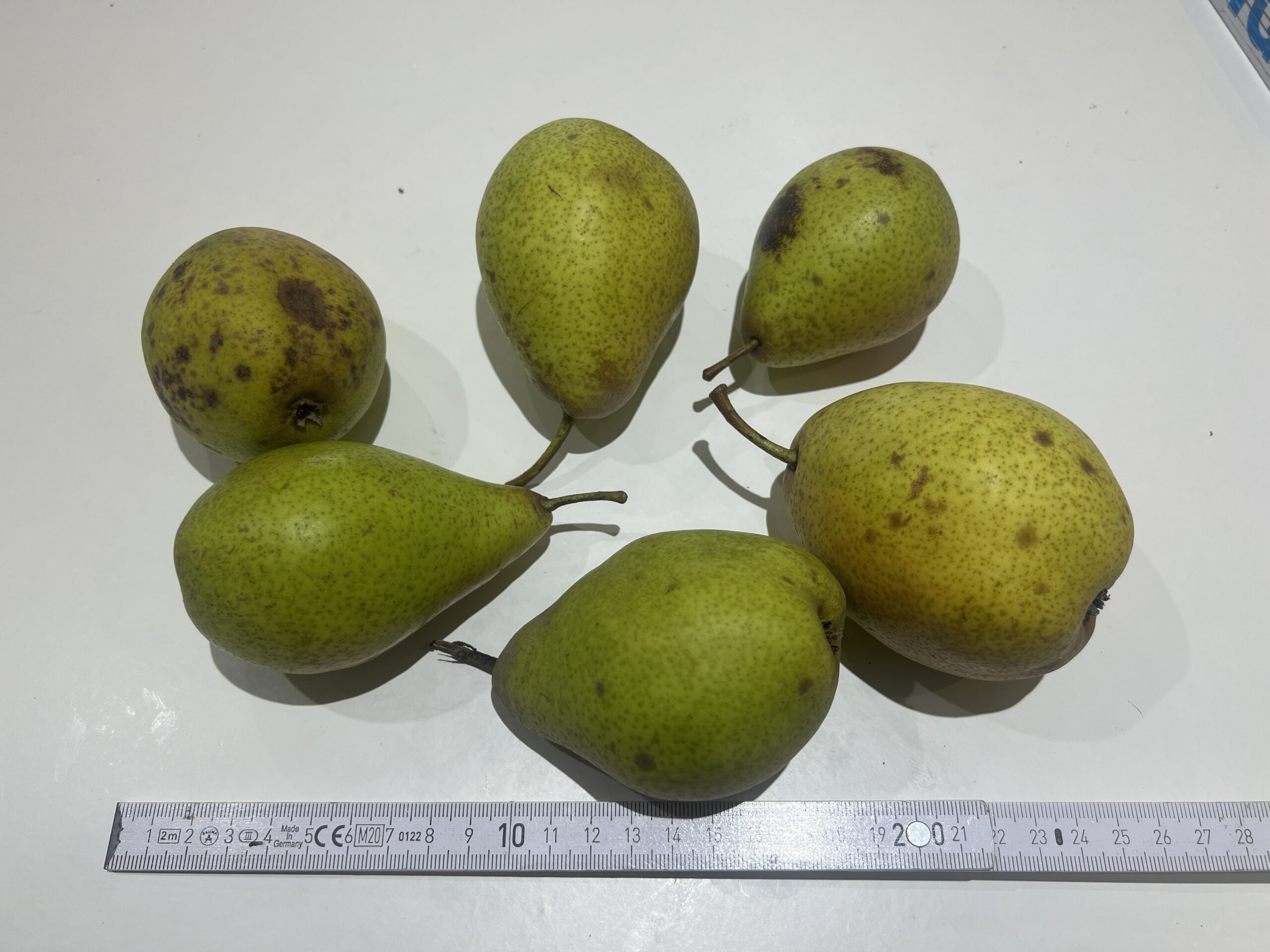 Köstliche von Charneux (Bürgermeisterbirne) – Bild 13