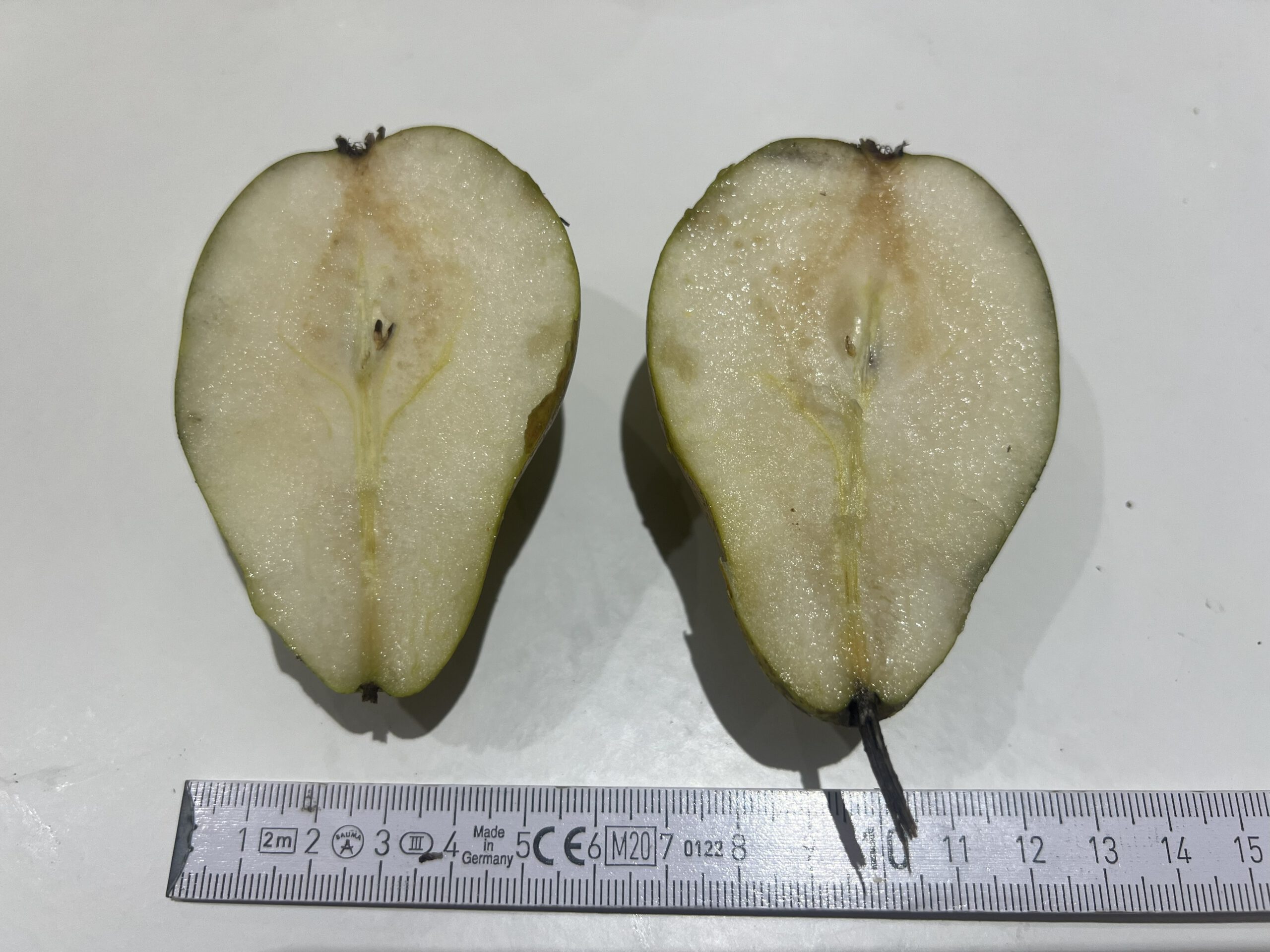 Köstliche von Charneux (Bürgermeisterbirne) – Bild 14