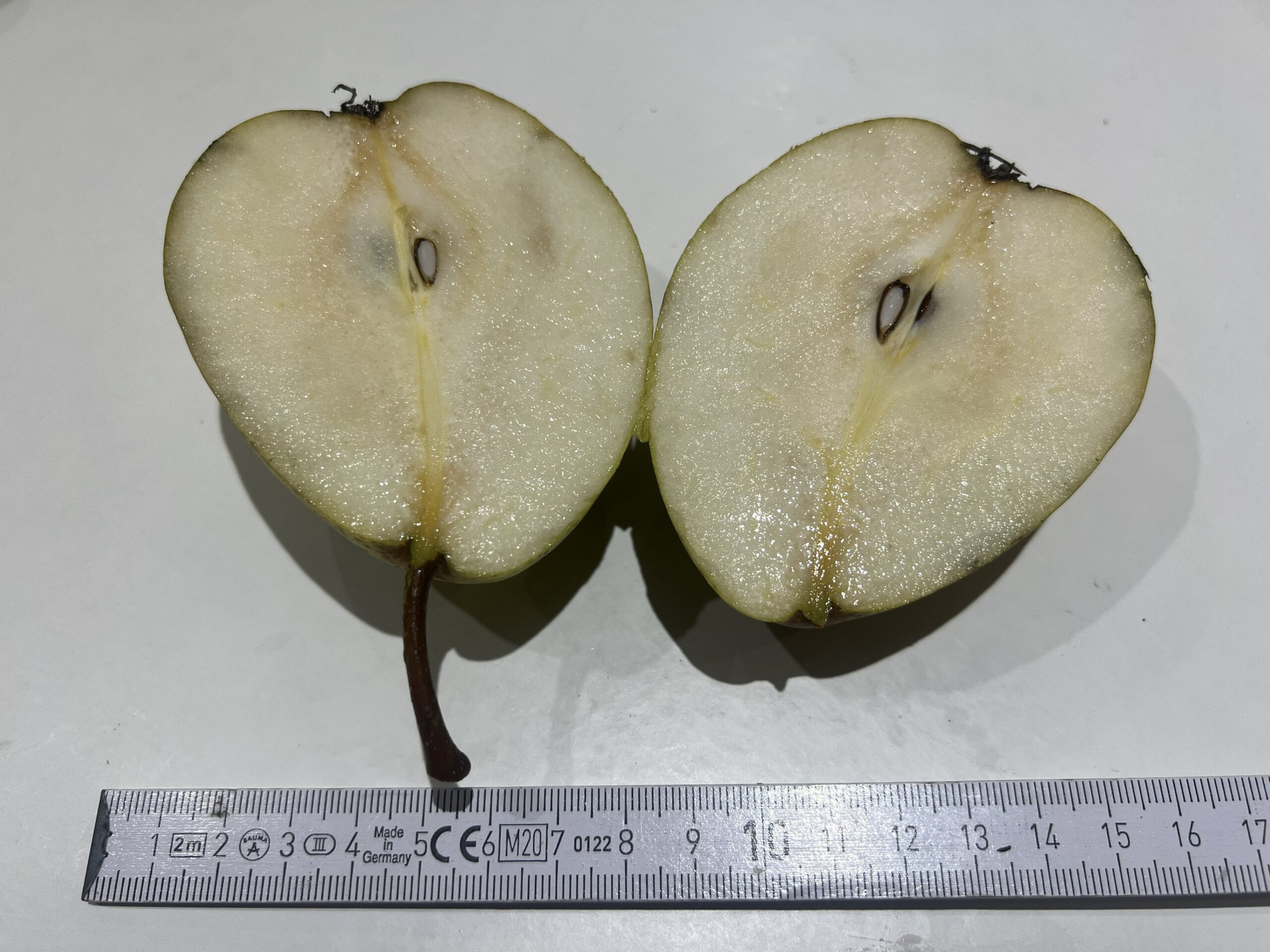 Köstliche von Charneux (Bürgermeisterbirne) – Bild 15