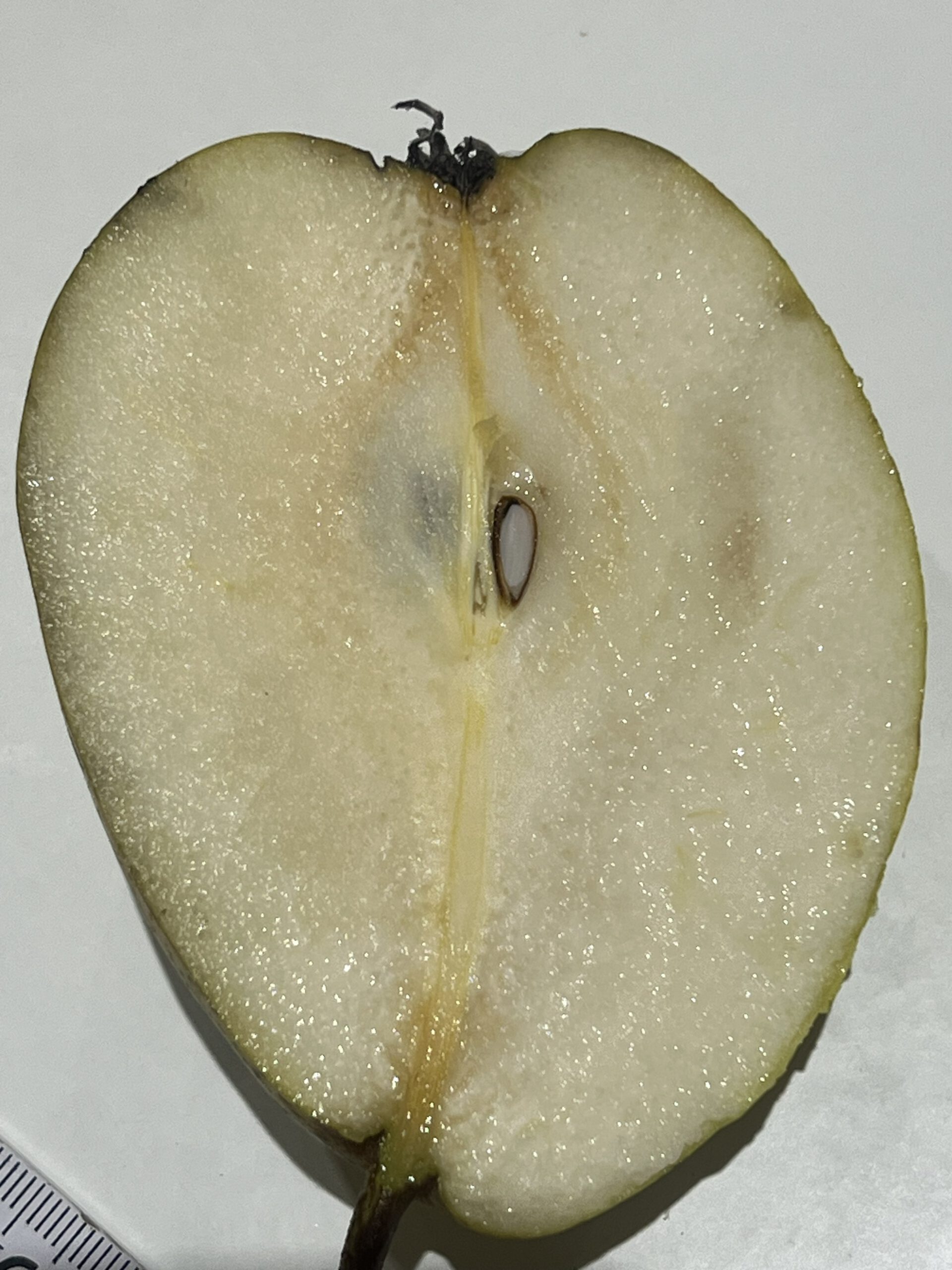 Köstliche von Charneux (Bürgermeisterbirne) – Bild 16