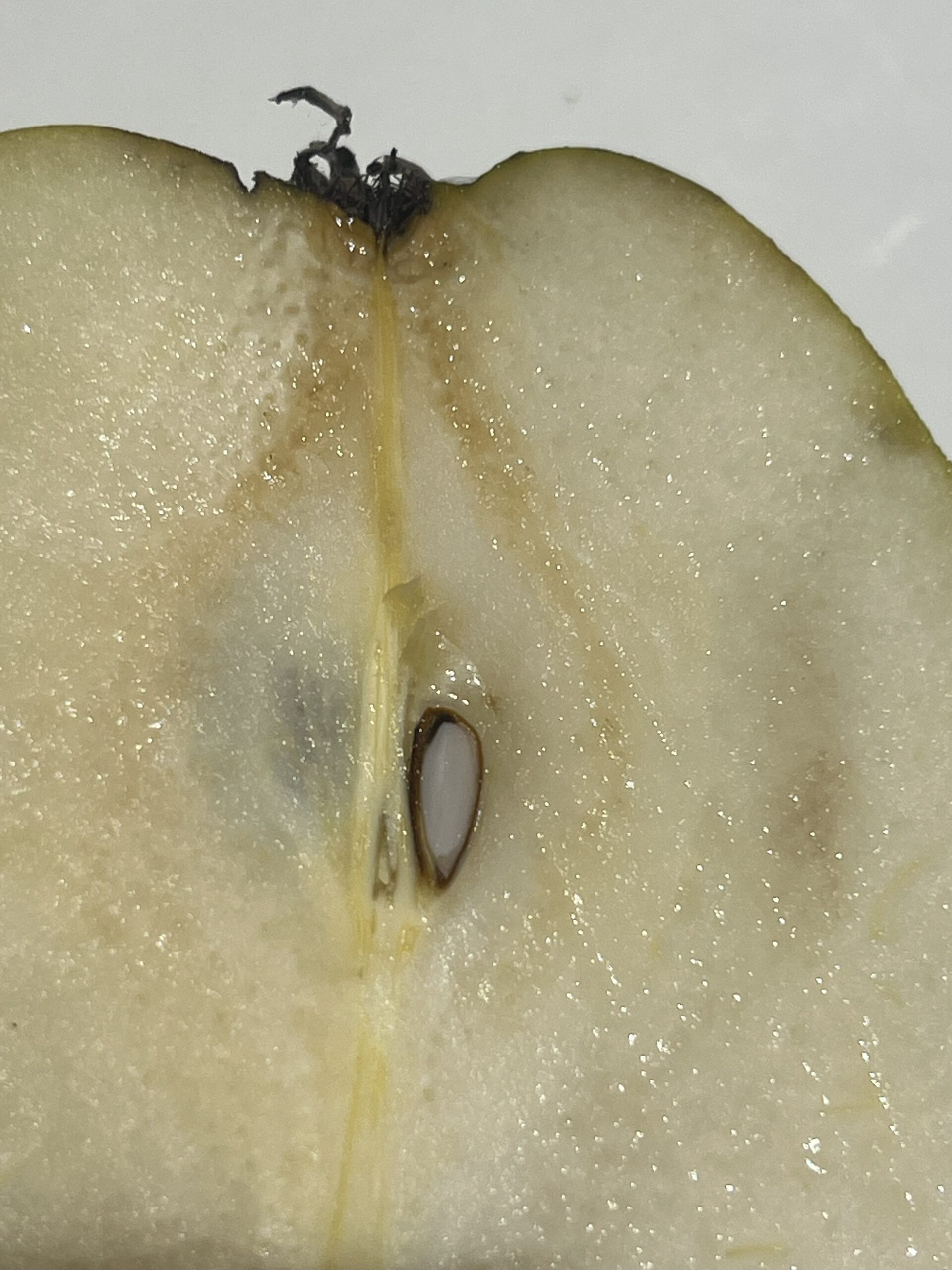 Köstliche von Charneux (Bürgermeisterbirne) – Bild 17