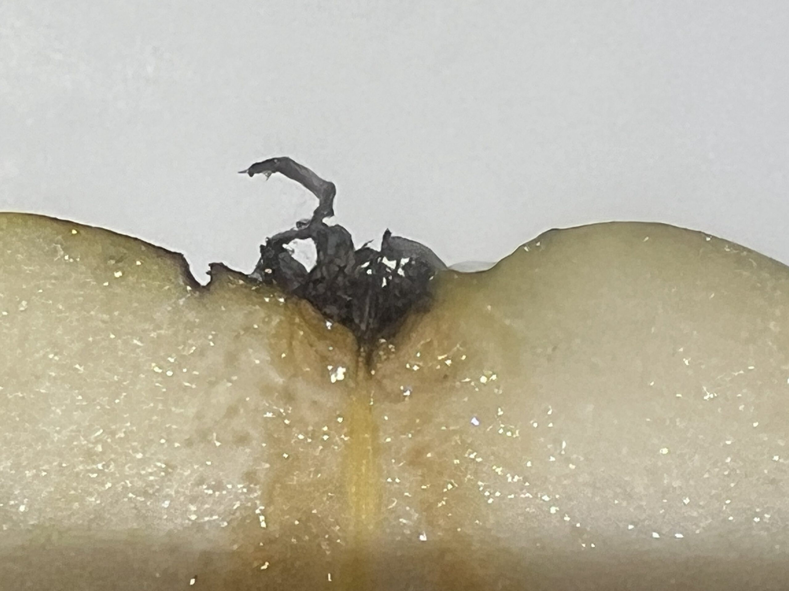 Köstliche von Charneux (Bürgermeisterbirne) – Bild 18