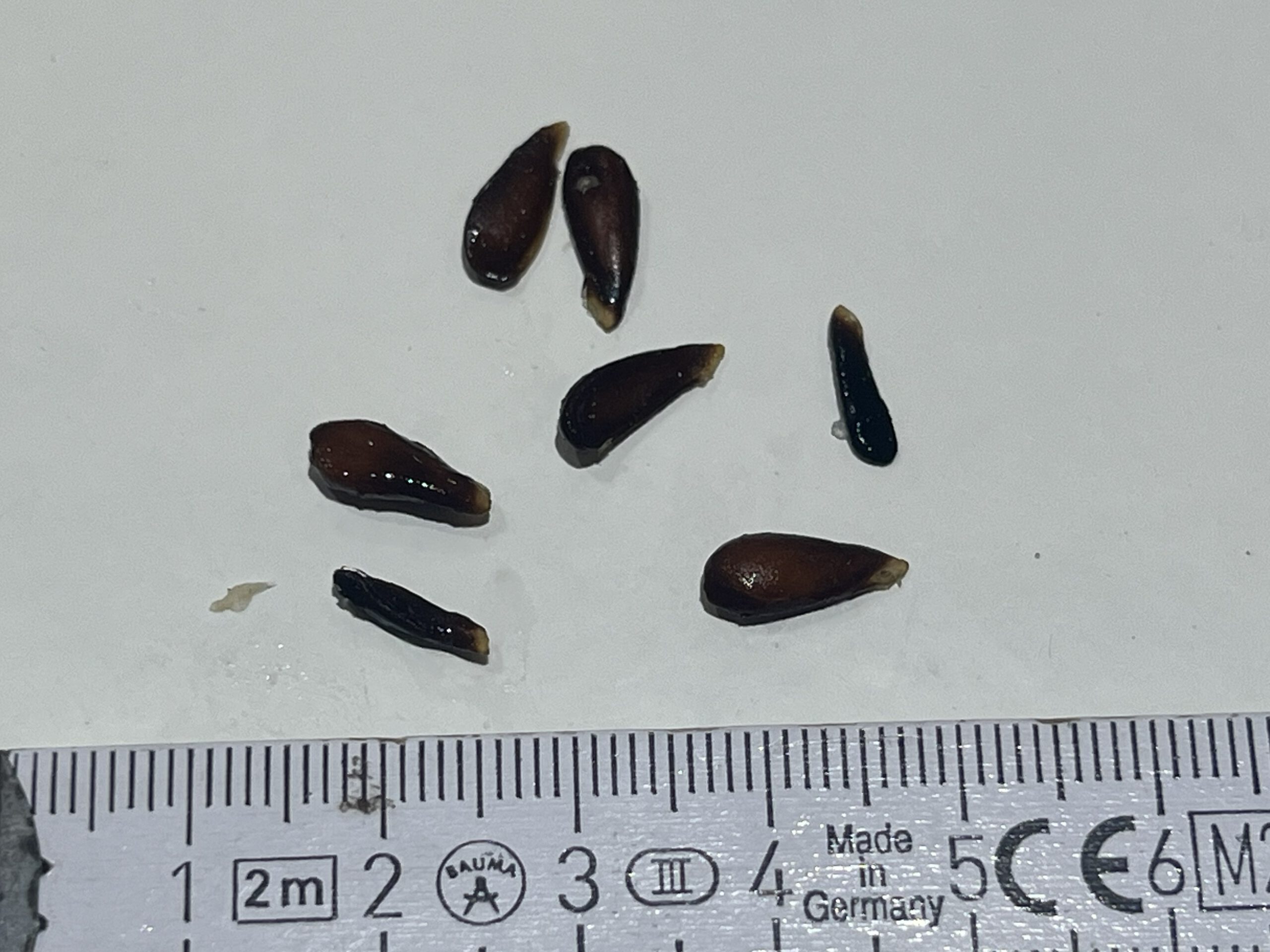 Köstliche von Charneux (Bürgermeisterbirne) – Bild 19