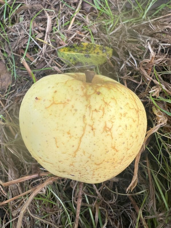 Oranie     – Bild 3