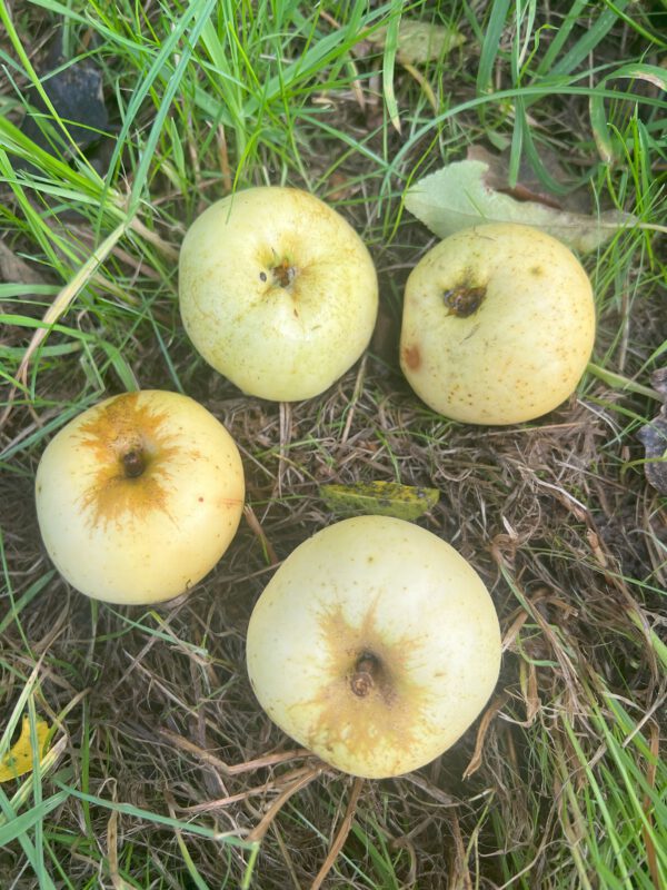 Oranie     – Bild 4