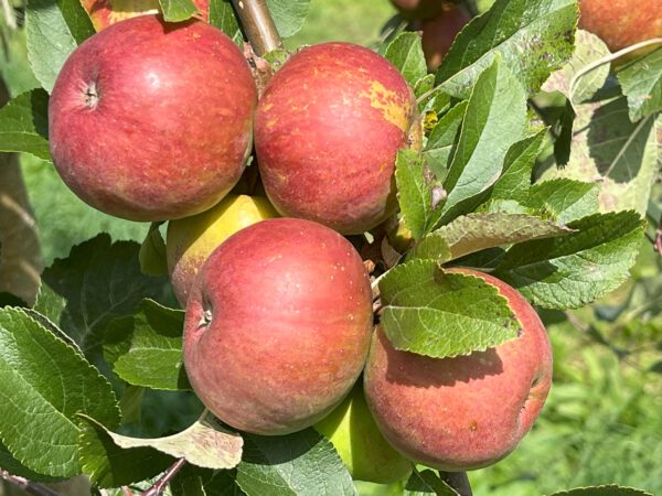 Purpurrote Cousinot      – Bild 15