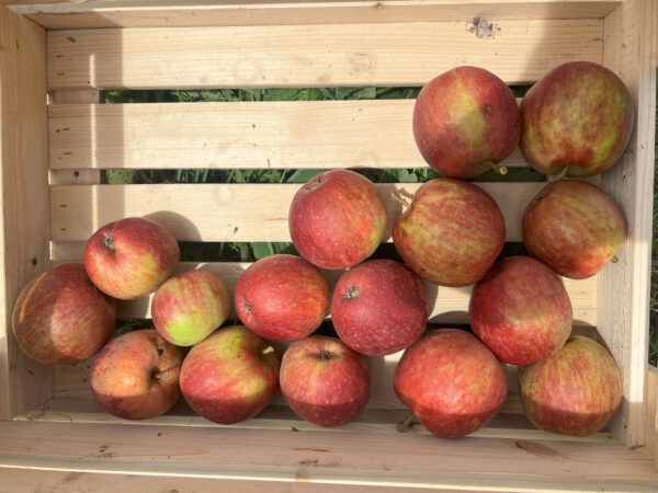 Purpurrote Cousinot      – Bild 16