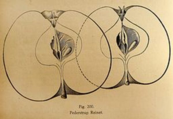 Pederstrup – Bild 2