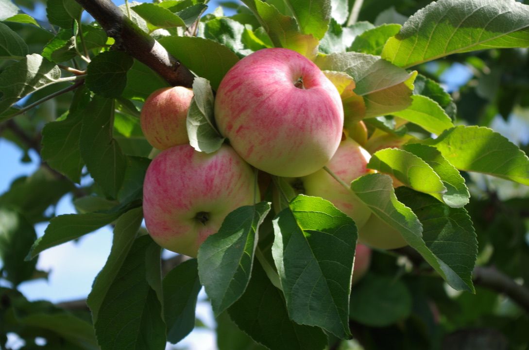 Müschens Rosenapfel