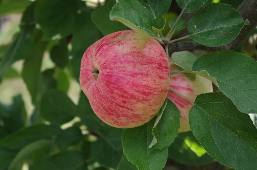 Müschens Rosenapfel – Bild 4