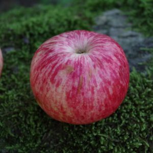 Müschens Rosenapfel