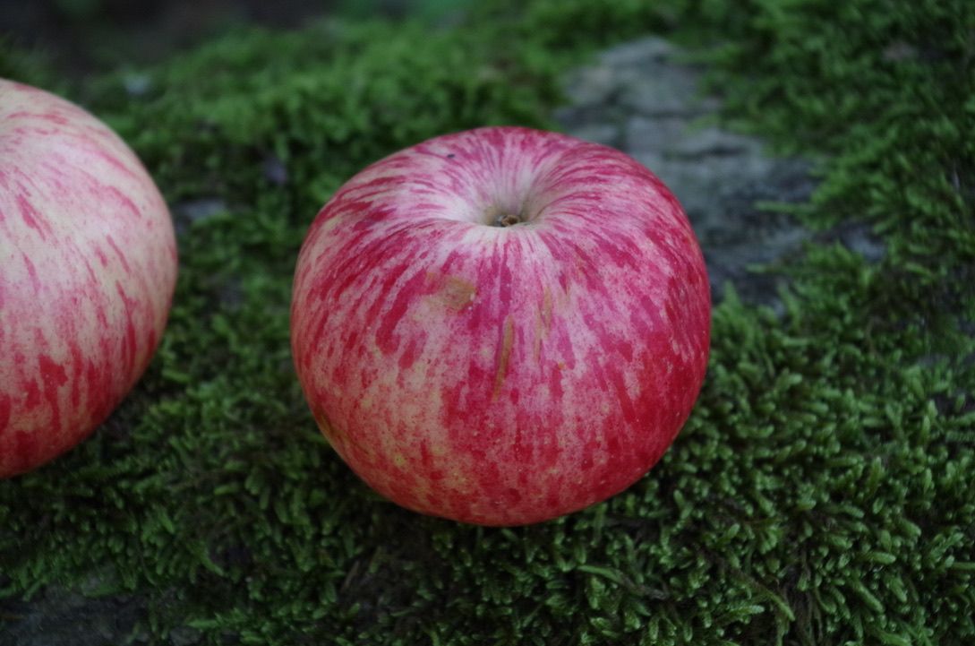 Müschens Rosenapfel