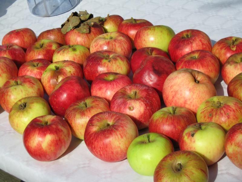 Müschens Rosenapfel – Bild 8