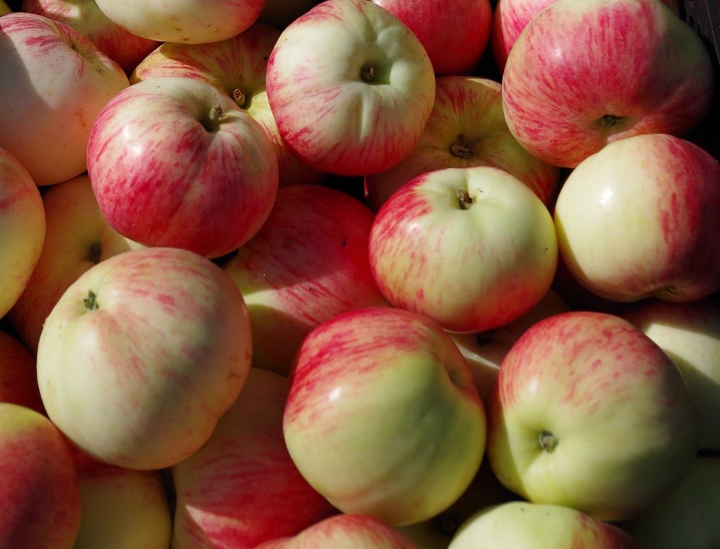 Müschens Rosenapfel – Bild 7