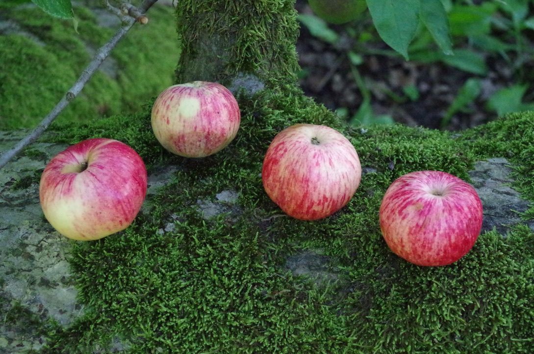 Müschens Rosenapfel – Bild 3